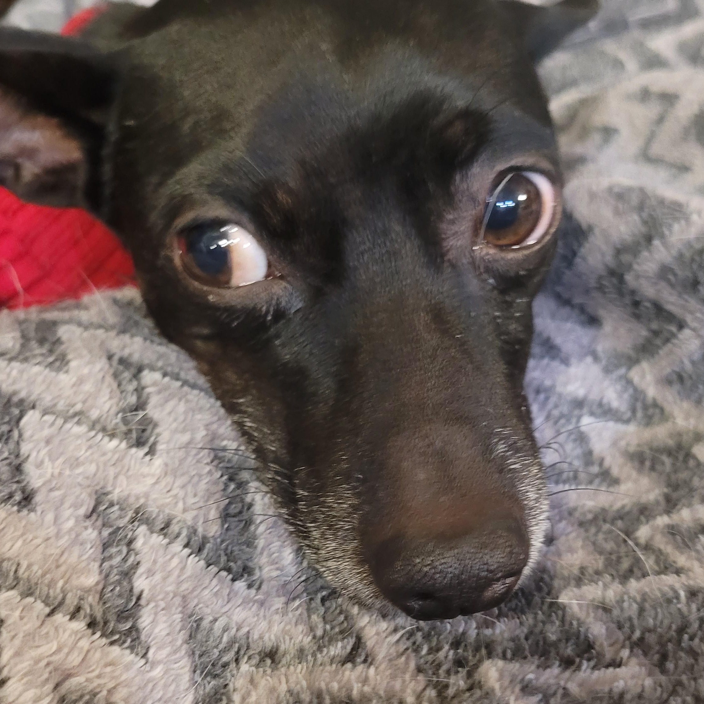 Will, ADOPTABLE, Adult Male Chihuahua.