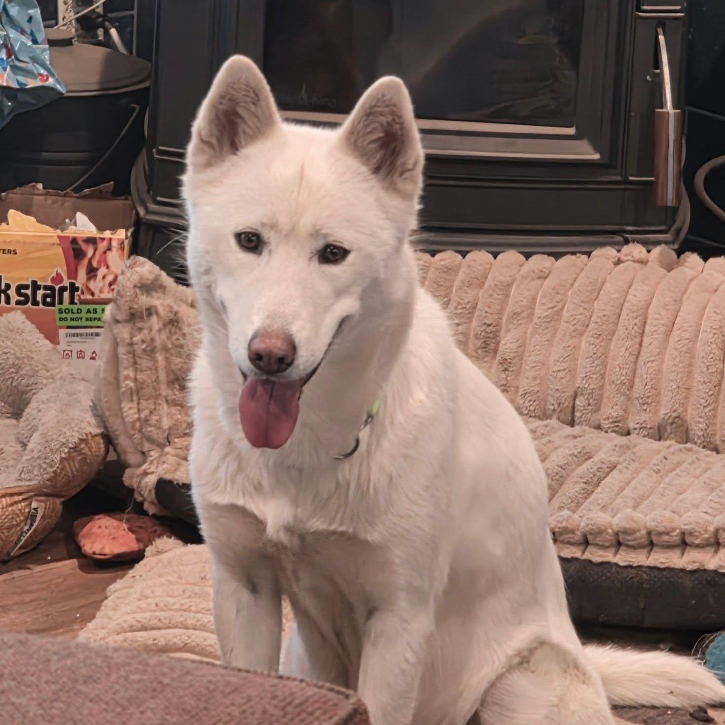 Frosti, a ADOPTABLE mixed breed in Elk, WA image 2/6