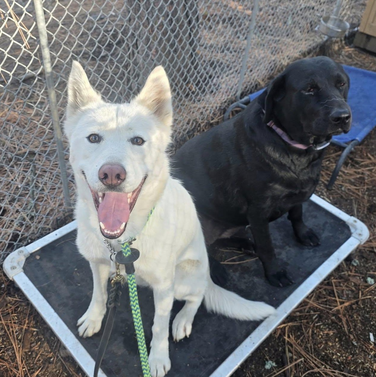 Frosti, a ADOPTABLE mixed breed in Elk, WA image 4/6