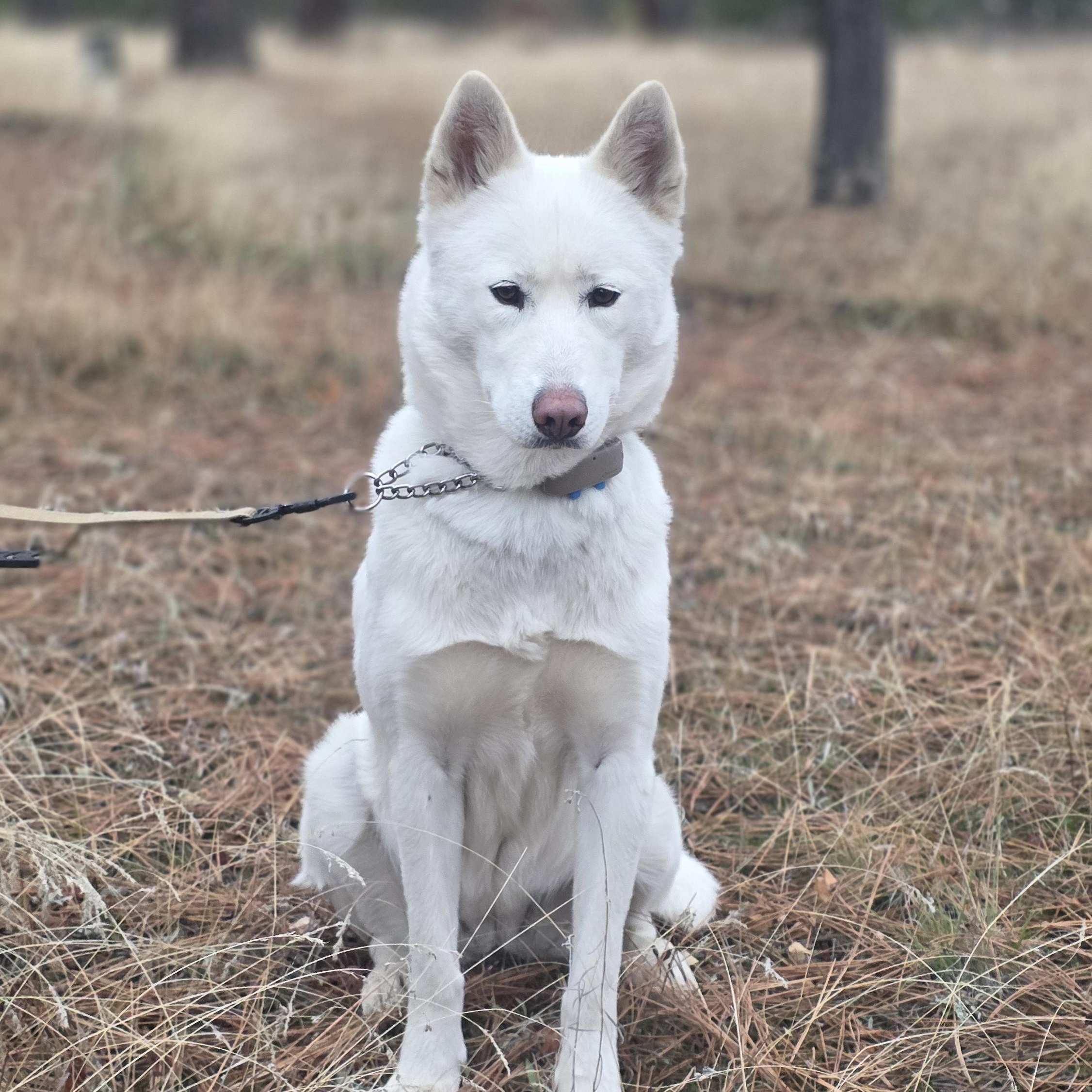 Frosti, a ADOPTABLE mixed breed in Elk, WA image 5/6