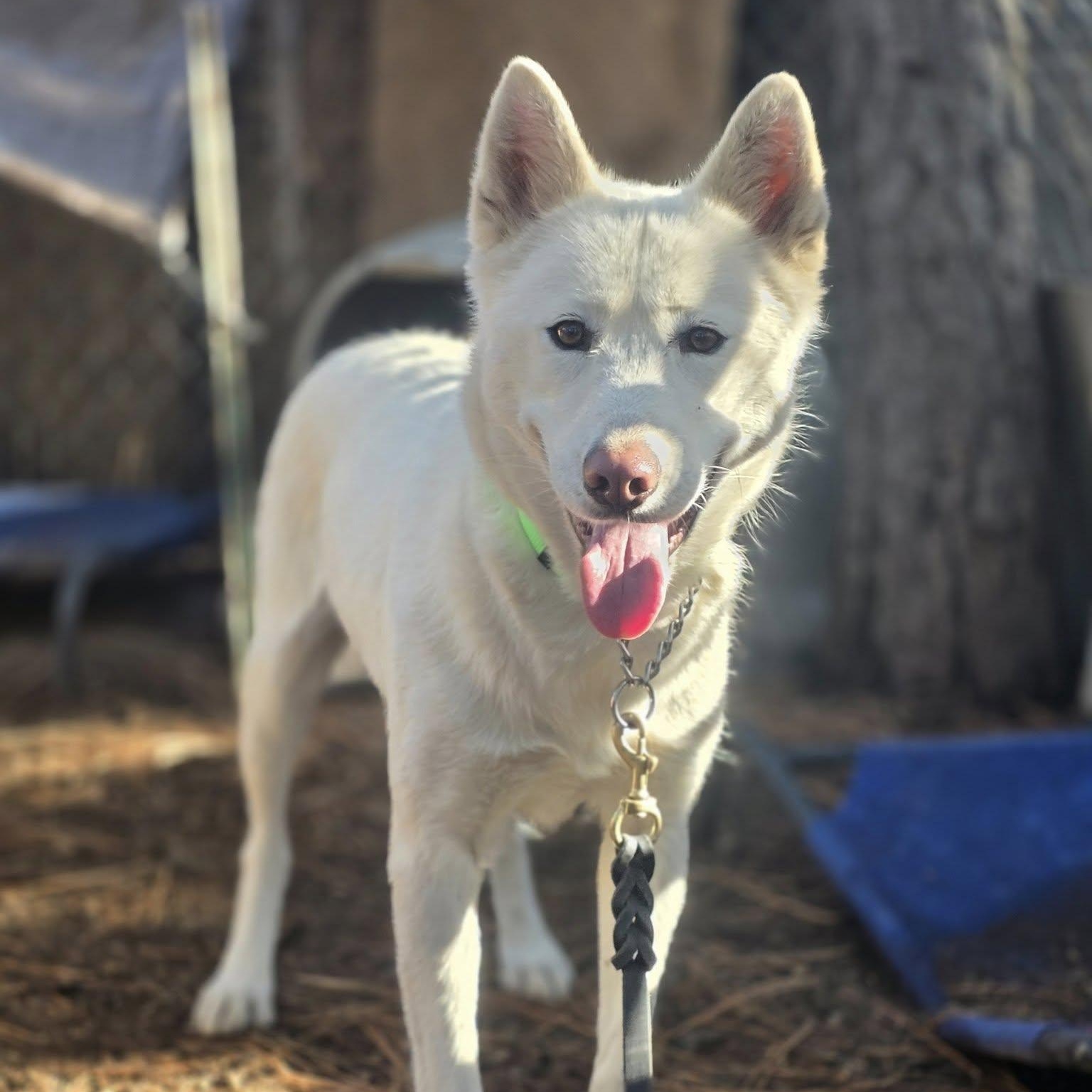 Frosti, a ADOPTABLE mixed breed in Elk, WA image 6/6