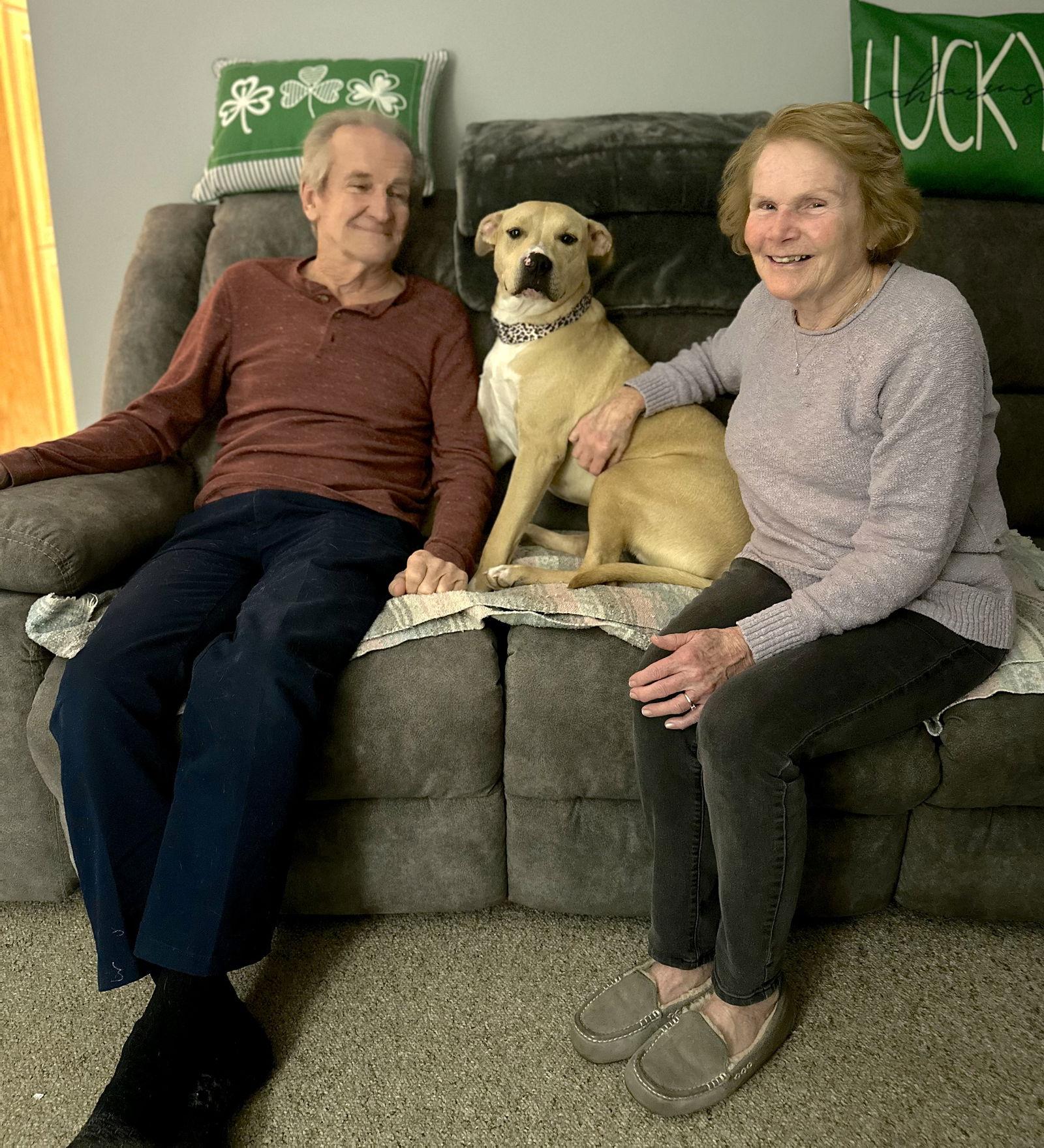 Atlas, Adopted, Young Male Labrador Retriever & Hound.