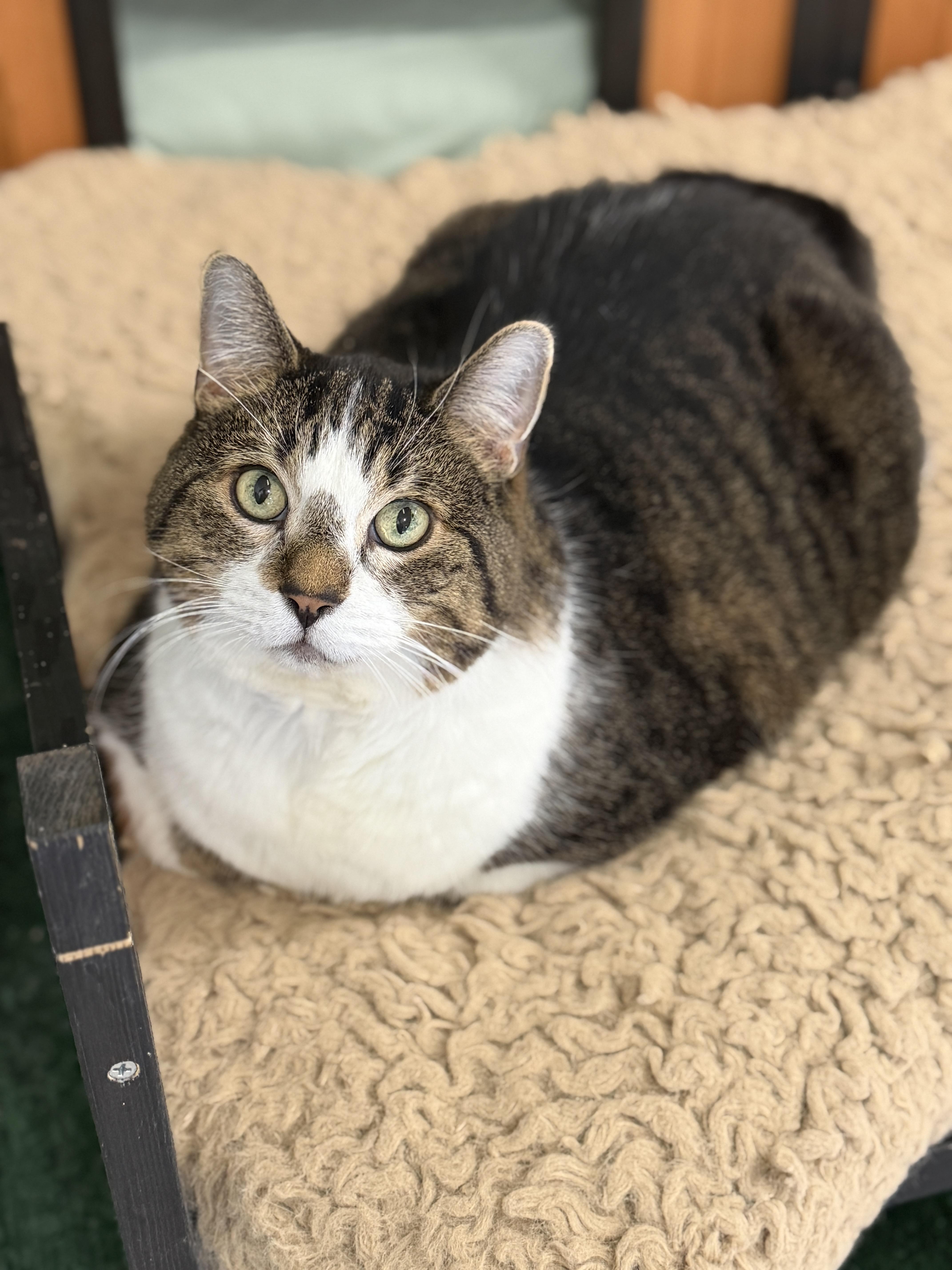 Enlarge Dodu, a ADOPTABLE Domestic Medium Hair in Ottawa, ON image 2/2