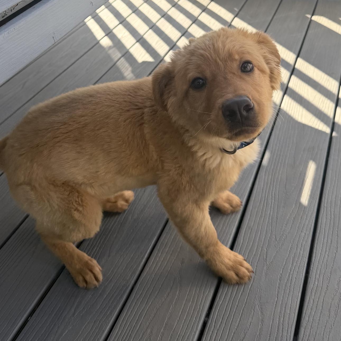 Chai, a ADOPTABLE mixed breed in Louisburg, KS image 1/5