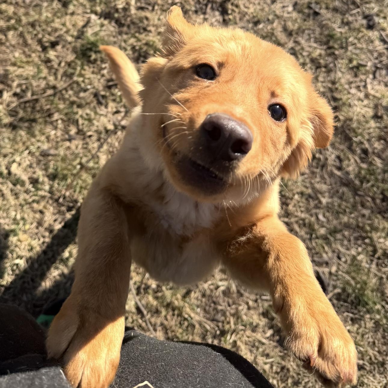 Chai, a ADOPTABLE mixed breed in Louisburg, KS image 2/5