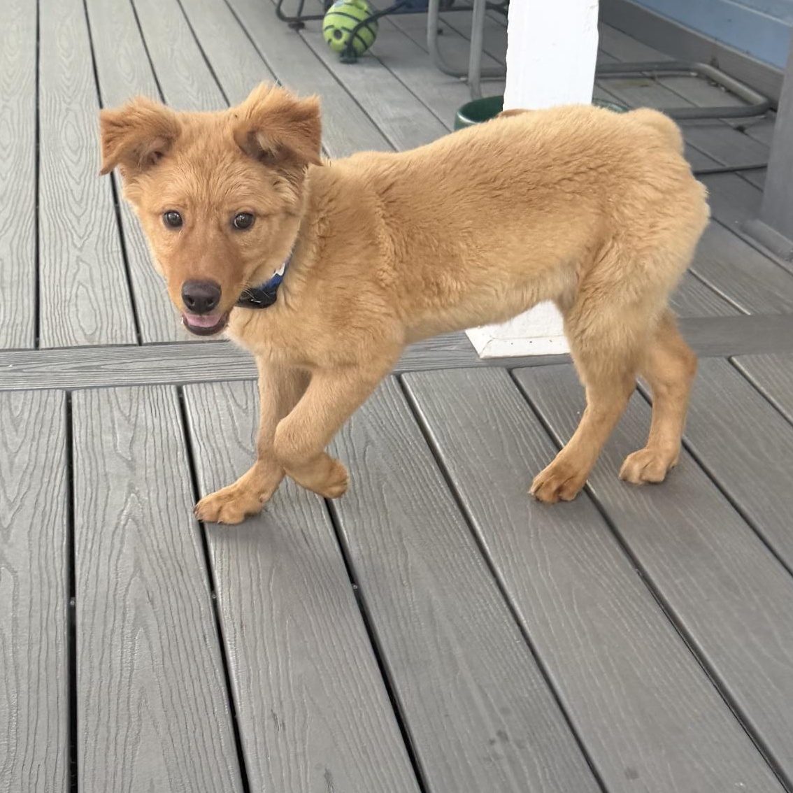 Chai, a ADOPTABLE mixed breed in Louisburg, KS image 5/5