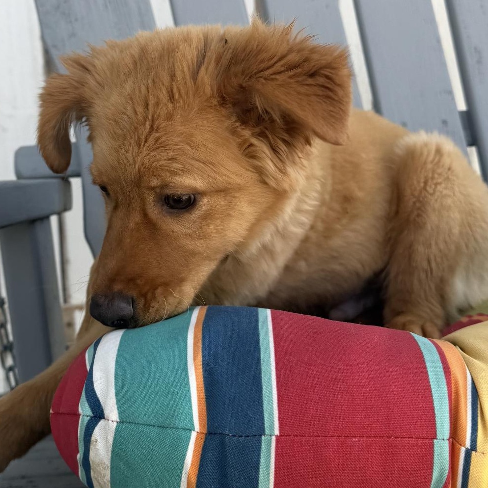 Chai, a ADOPTABLE mixed breed in Louisburg, KS image 4/5