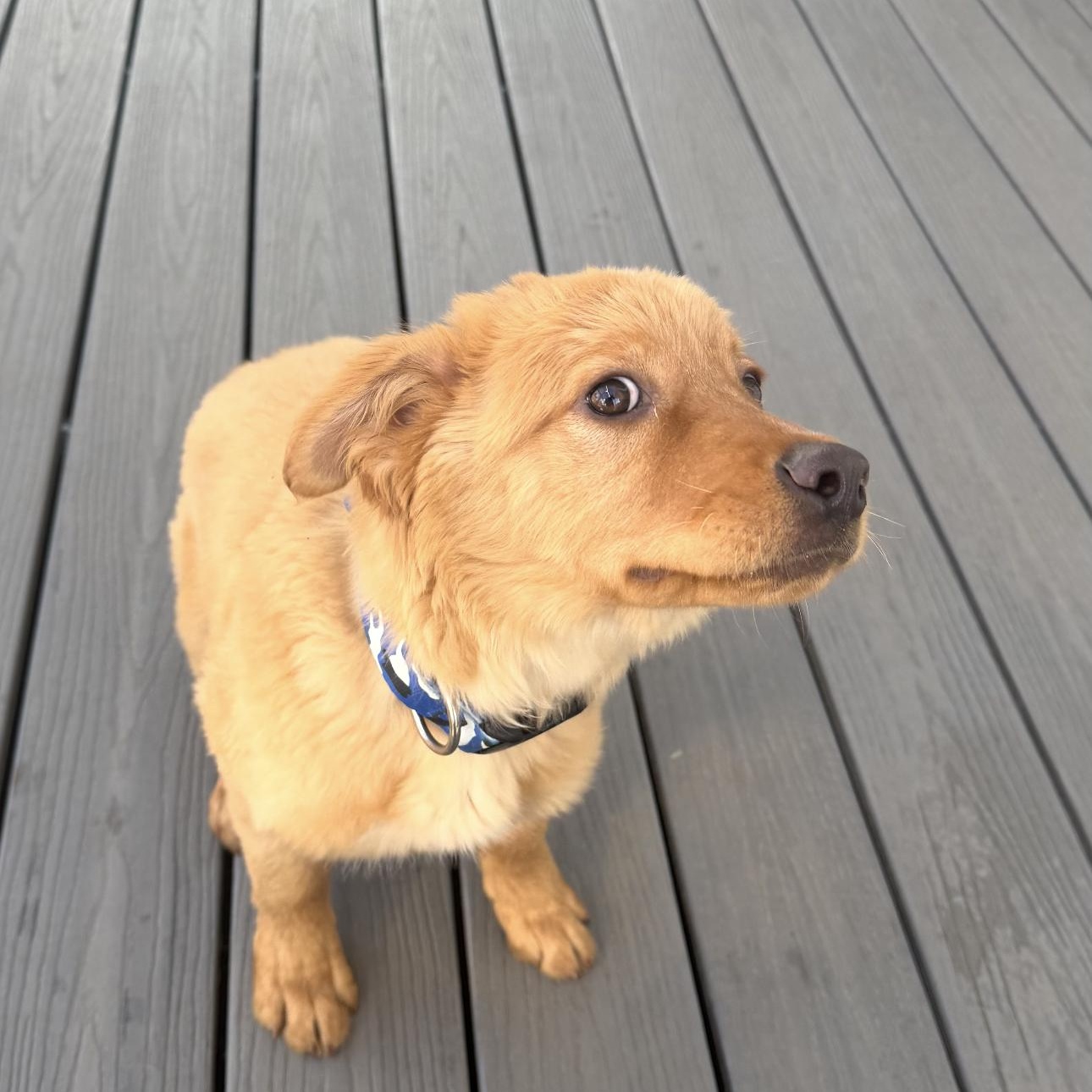 Chai, a ADOPTABLE mixed breed in Louisburg, KS image 3/5