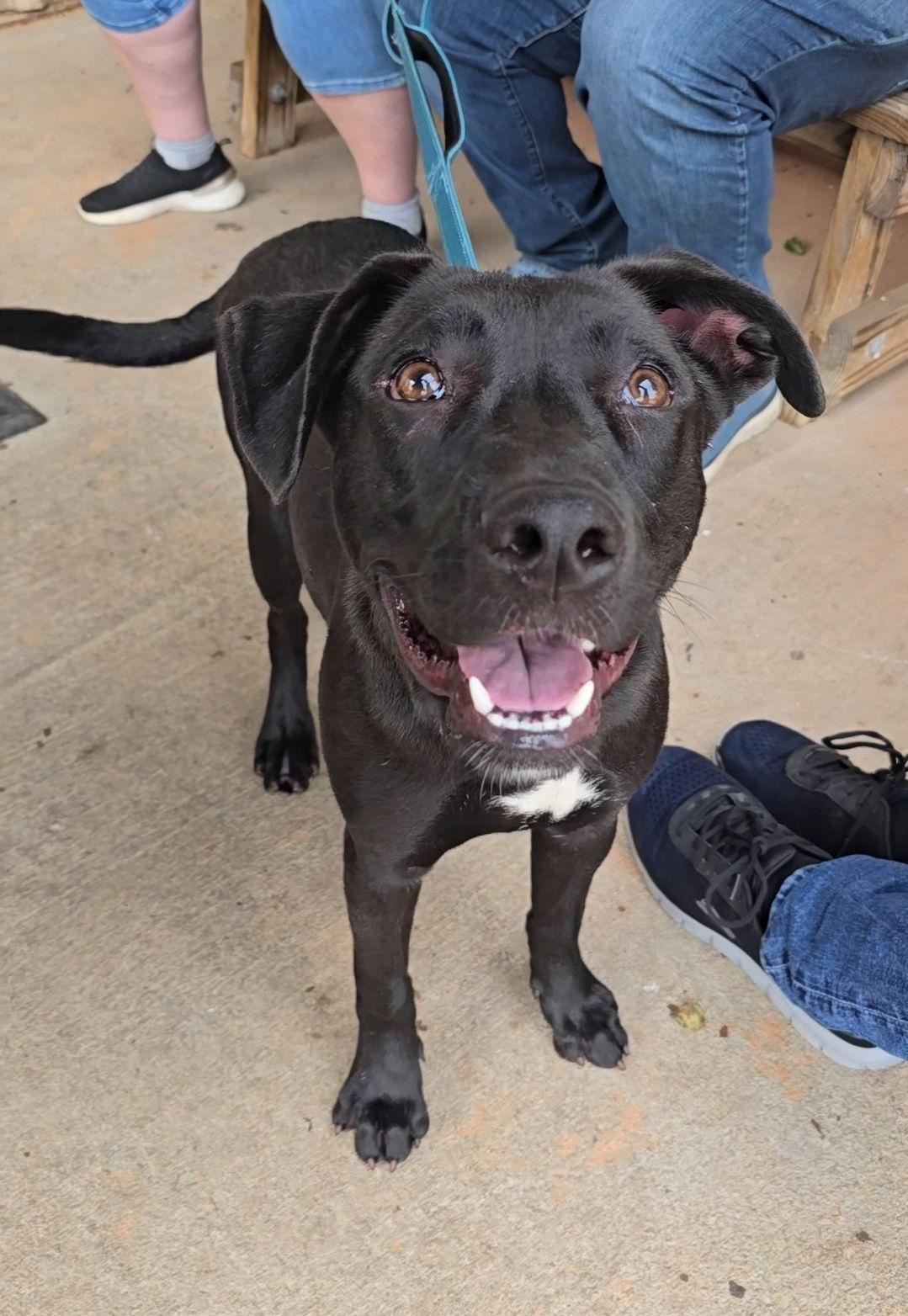 Nuka, a Adoptable mixed breed in Locust Grove, GA image 1/3