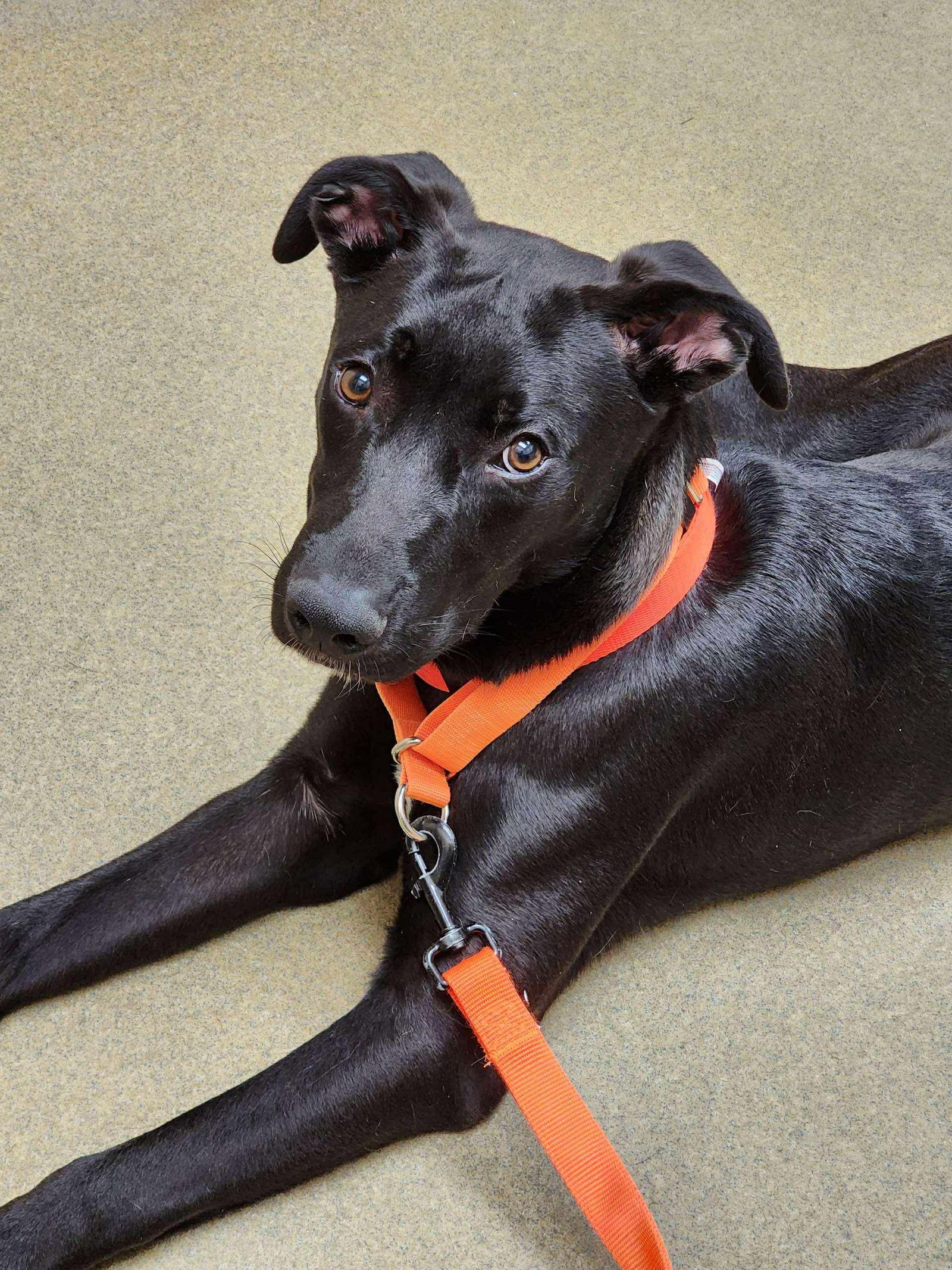 Nuka, a Adoptable mixed breed in Locust Grove, GA image 3/3