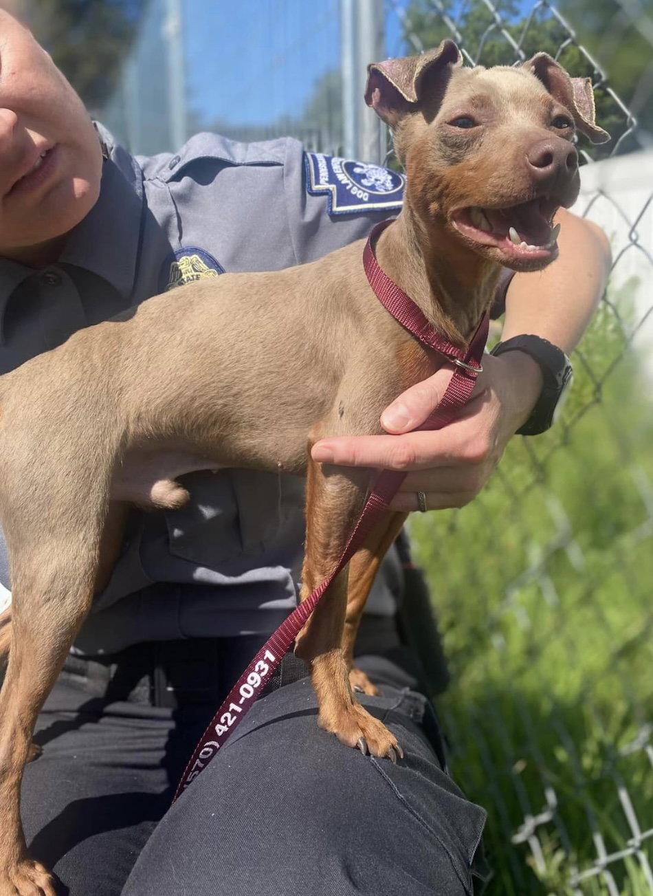 Enlarge Augustus, a Adopted Miniature Pinscher in Stroudsburg, PA image 1/3