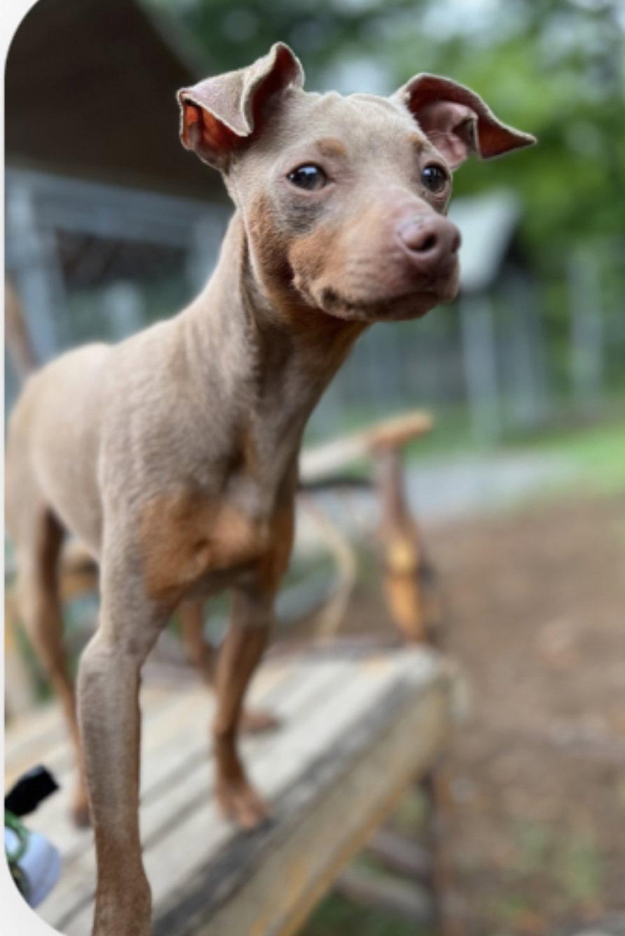 Enlarge Augustus, a Adopted Miniature Pinscher in Stroudsburg, PA image 2/3