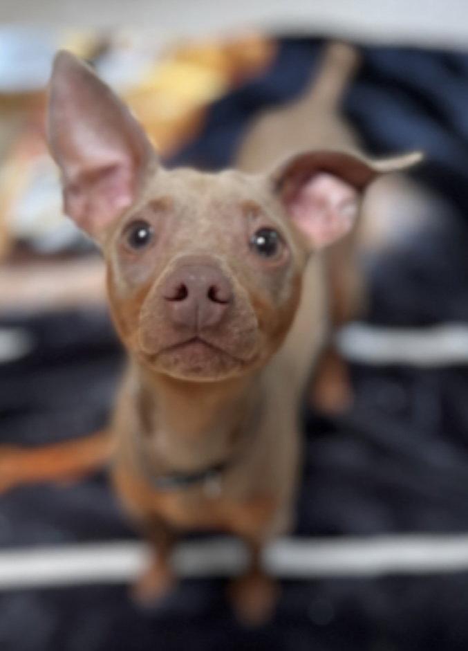 Enlarge Augustus, a Adopted Miniature Pinscher in Stroudsburg, PA image 3/3