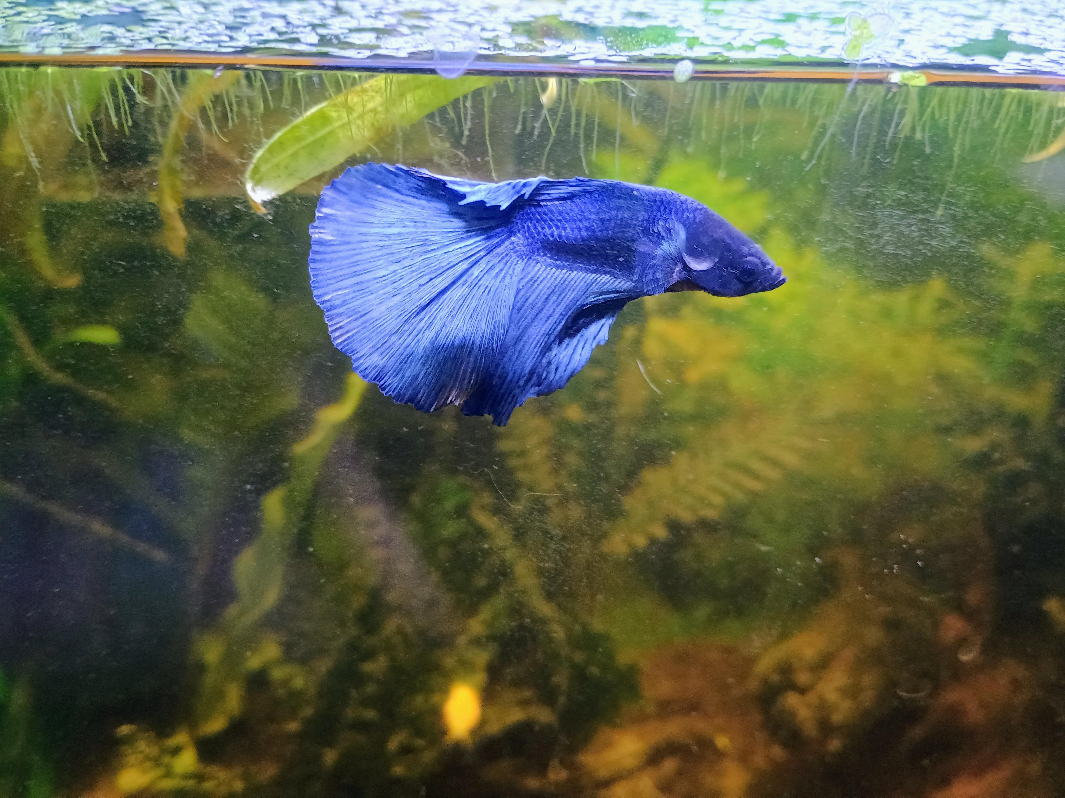 Azure, Adoptable, Young Male Freshwater Fish.