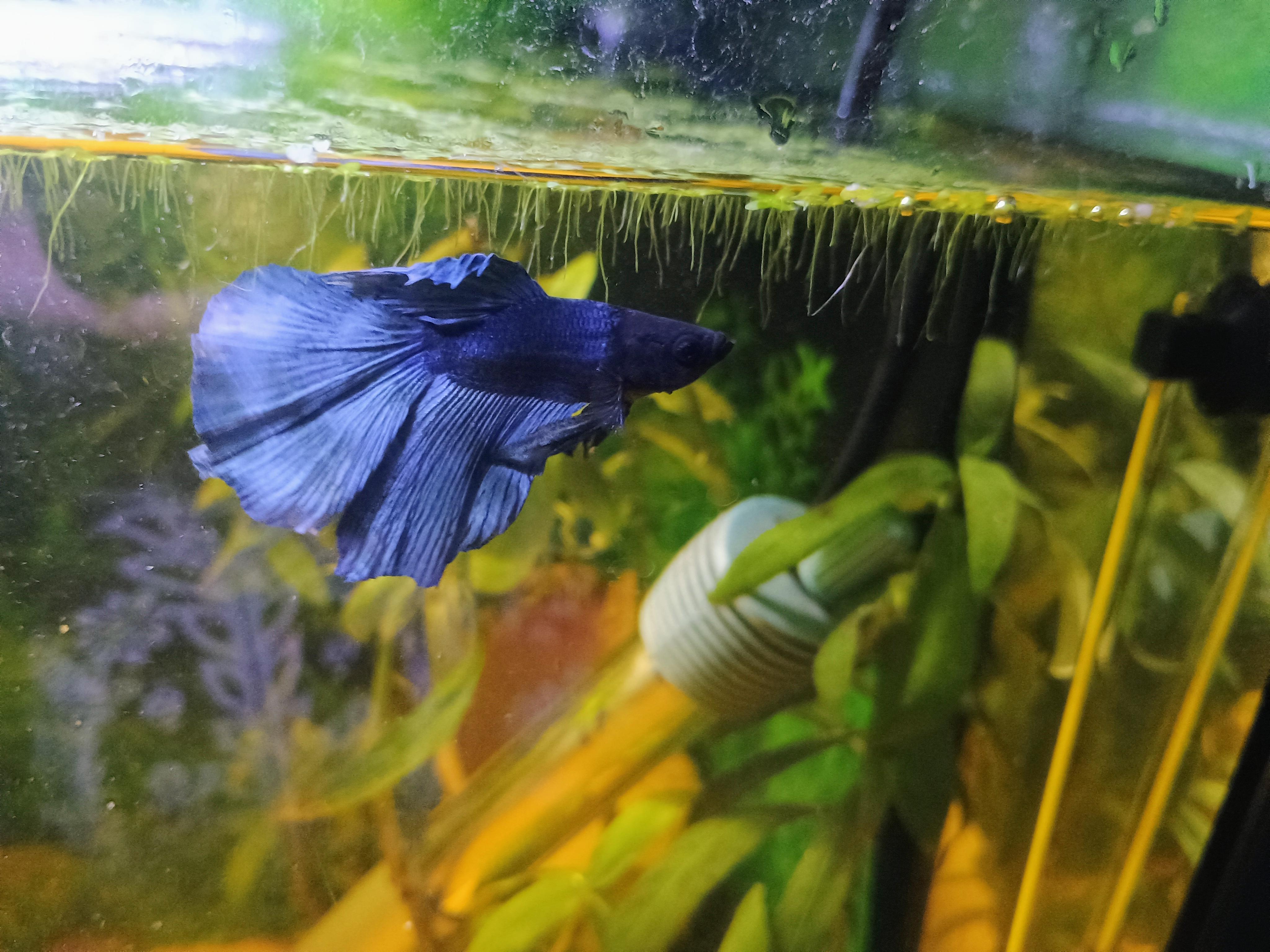 Azure, a Adoptable Freshwater Fish in Willoughby, OH image 2/3