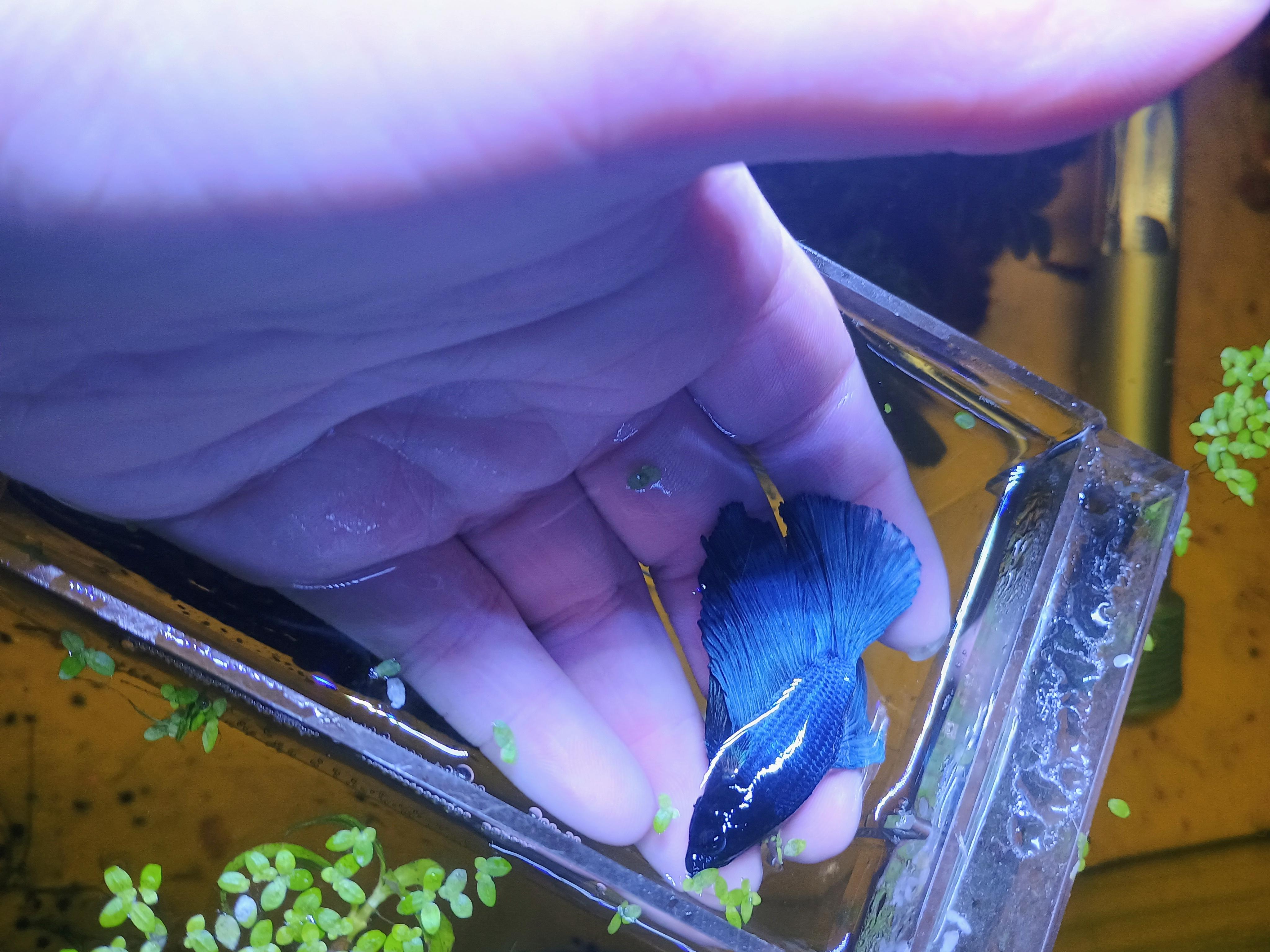 Azure, a Adoptable Freshwater Fish in Willoughby, OH image 3/3