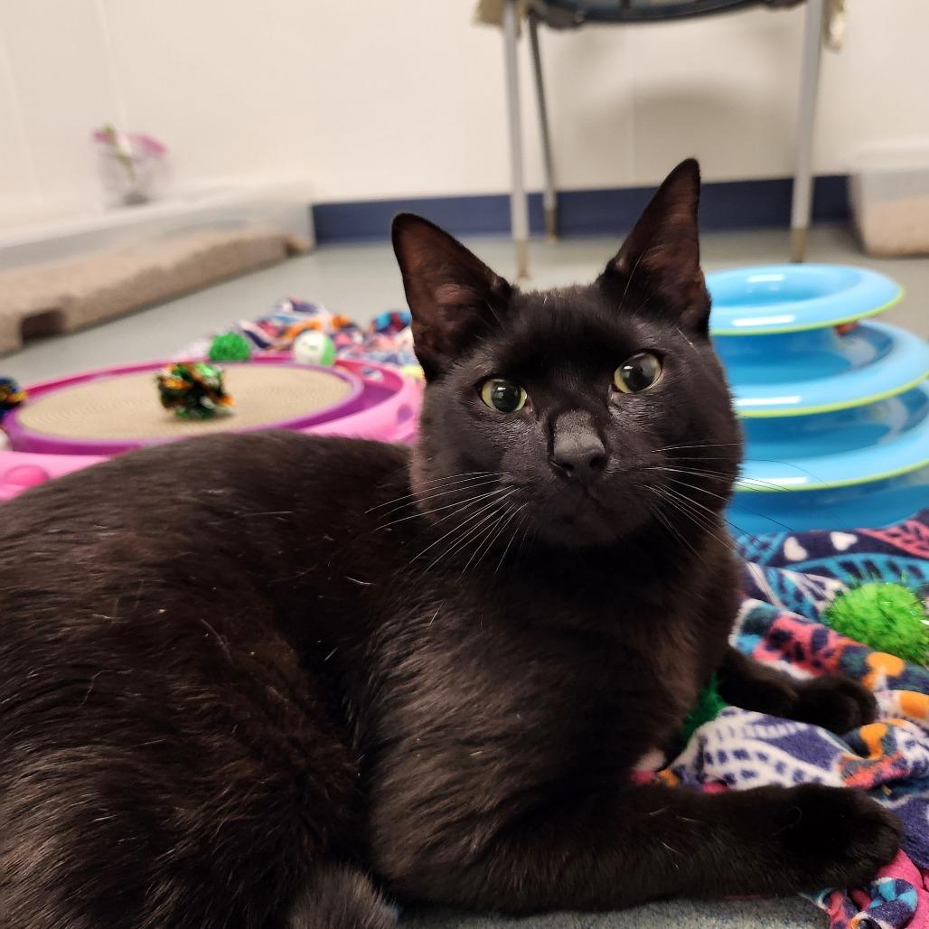 Rum Tum Tugger, Adoptable, Young Male Domestic Medium Hair.