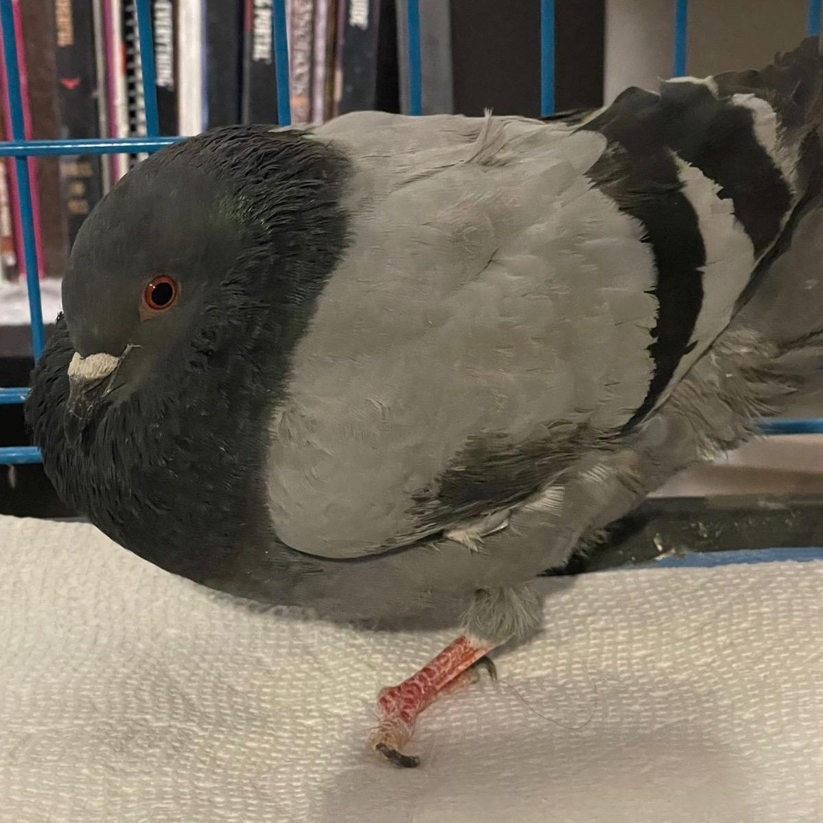 Enlarge Mulberry, a Adoptable Pigeon in Chicago, IL image 2/4
