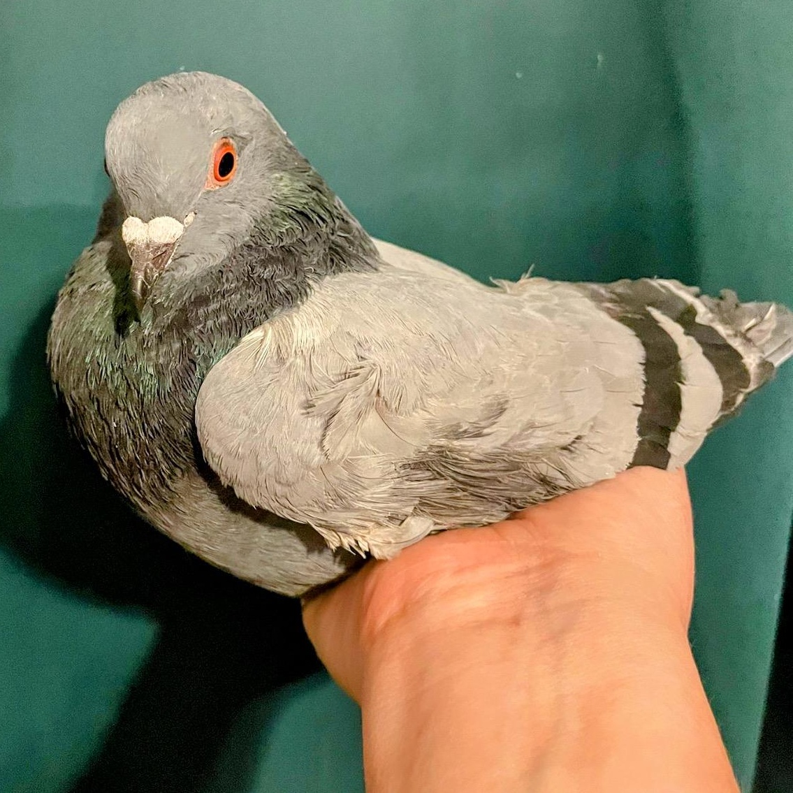Mulberry, Adoptable, Adult Male Pigeon.