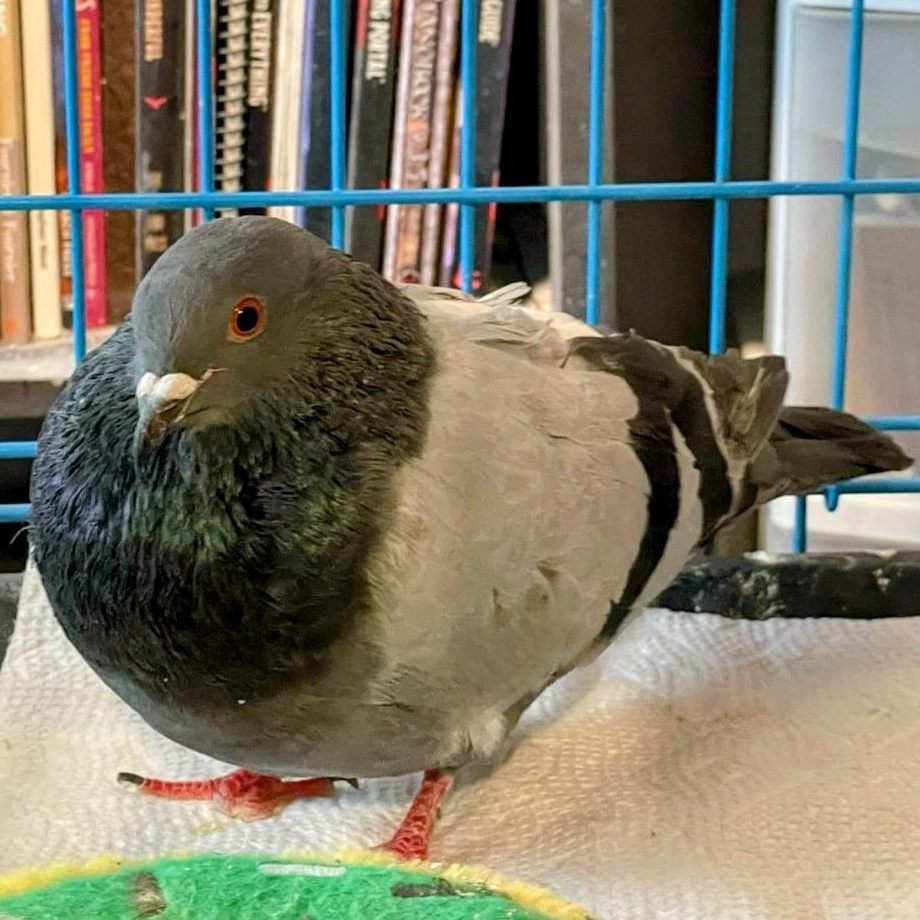 Enlarge Mulberry, a Adoptable Pigeon in Chicago, IL image 4/4