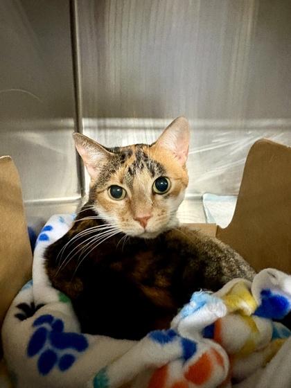 Enlarge Danny, a ADOPTABLE Domestic Short Hair in Lafayette, IN image 1/1