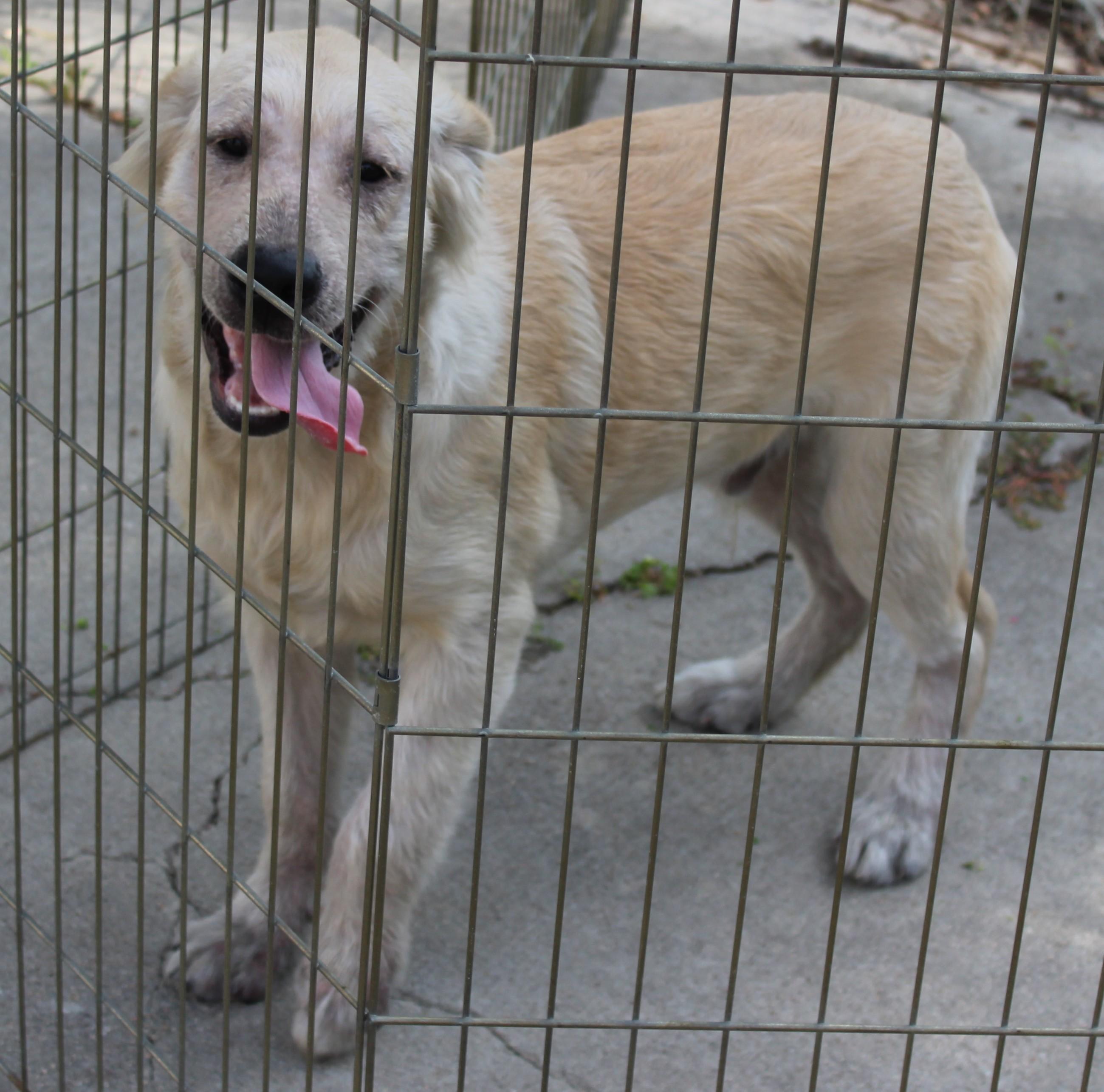 Hoagie, an adoptable Golden Retriever in Huron, SD, 57350 | Photo Image 1