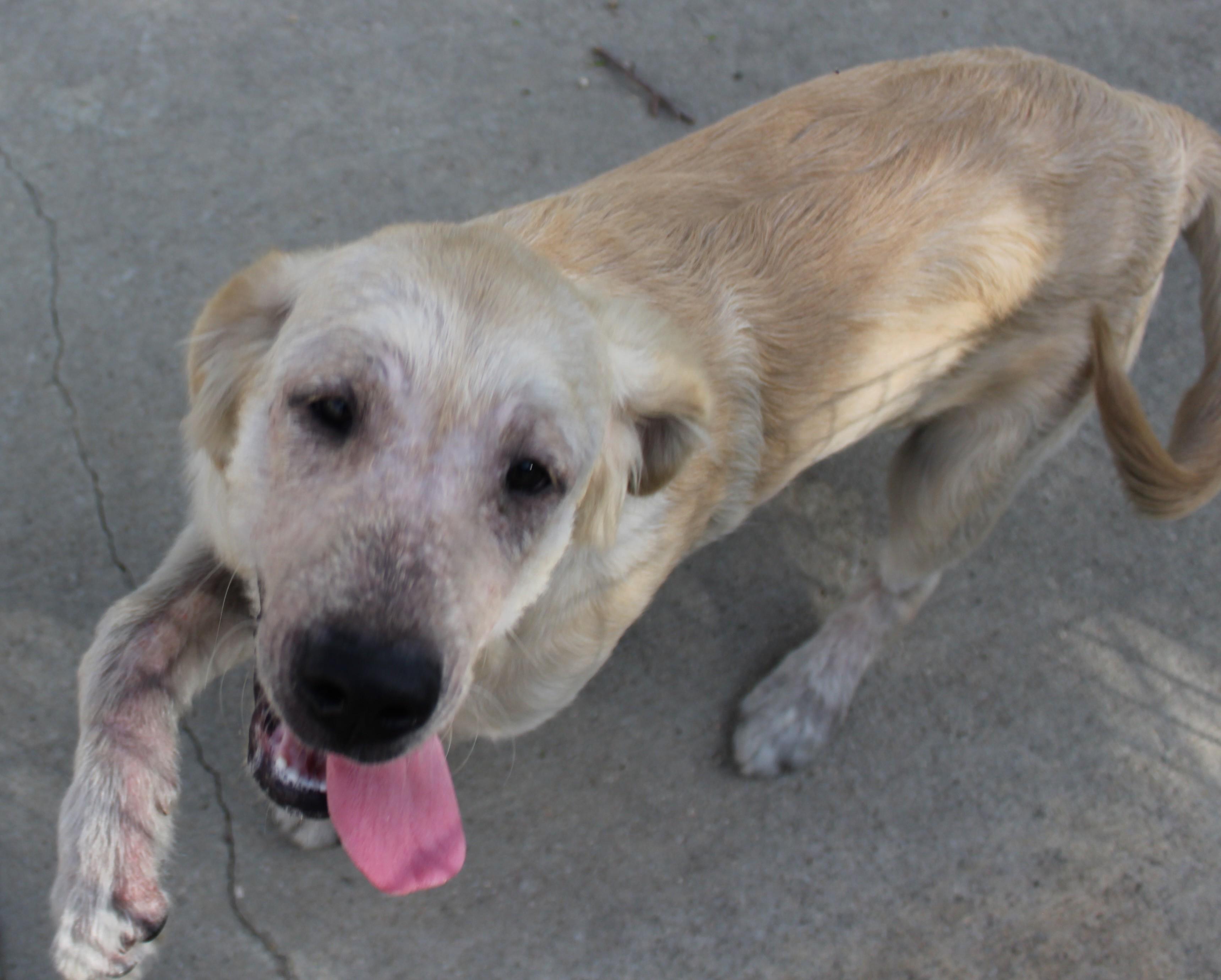 Hoagie, an adoptable Golden Retriever in Huron, SD, 57350 | Photo Image 4