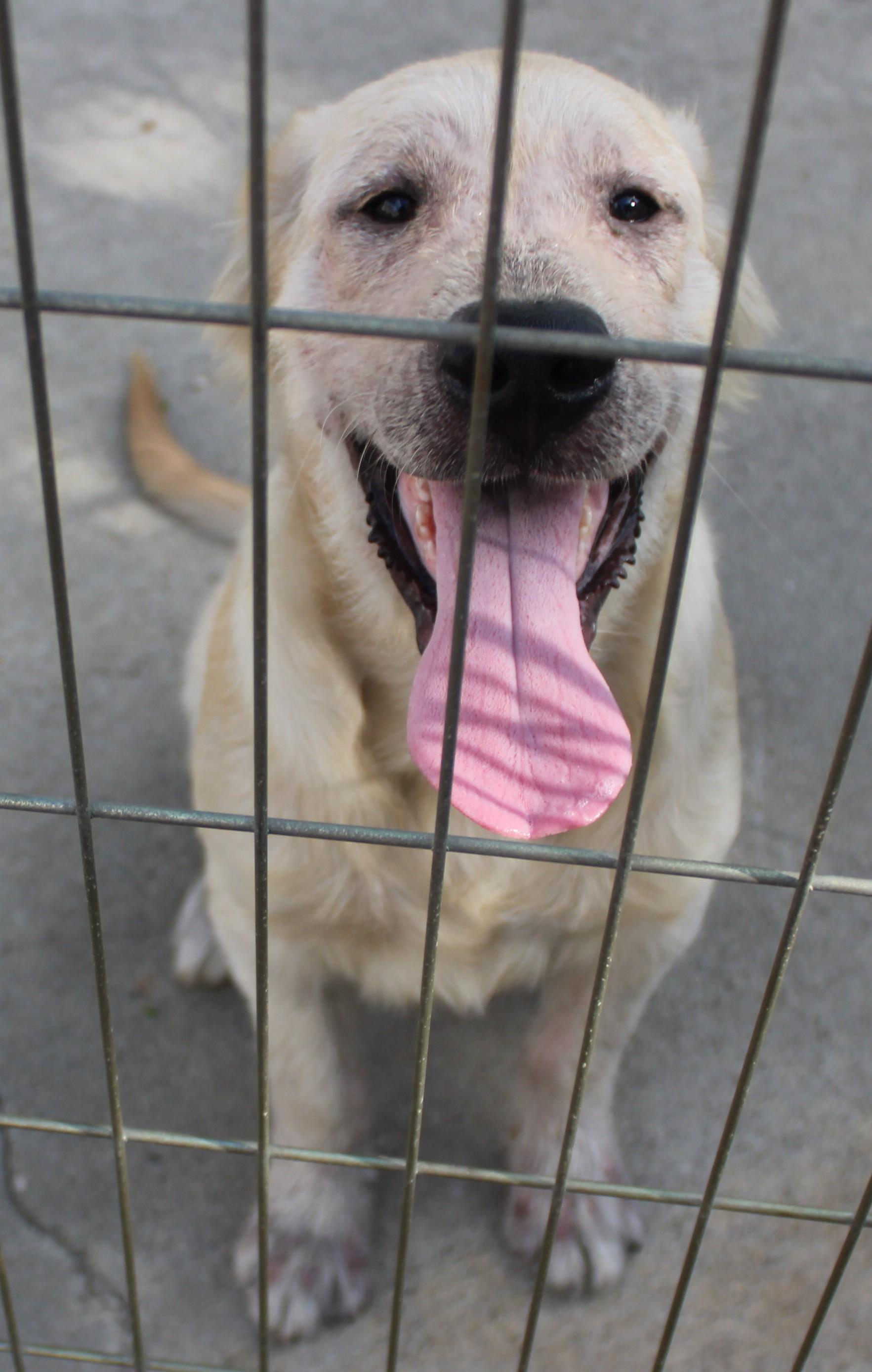 Hoagie, an adoptable Golden Retriever in Huron, SD, 57350 | Photo Image 5