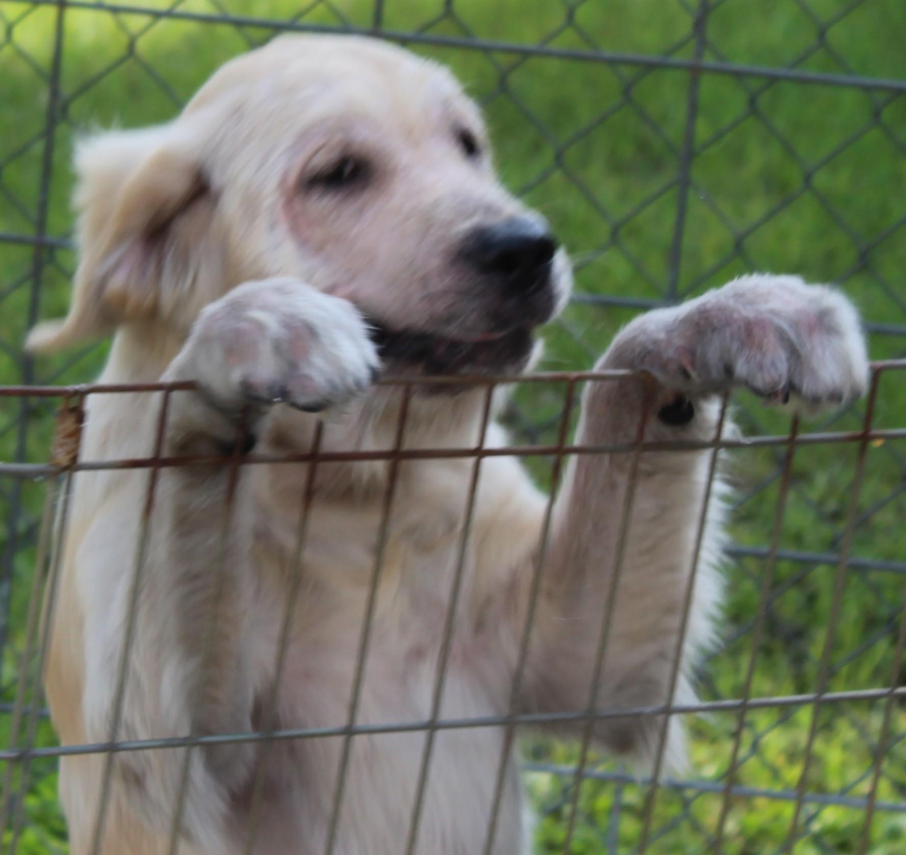 Hoagie, an adoptable Golden Retriever in Huron, SD, 57350 | Photo Image 3