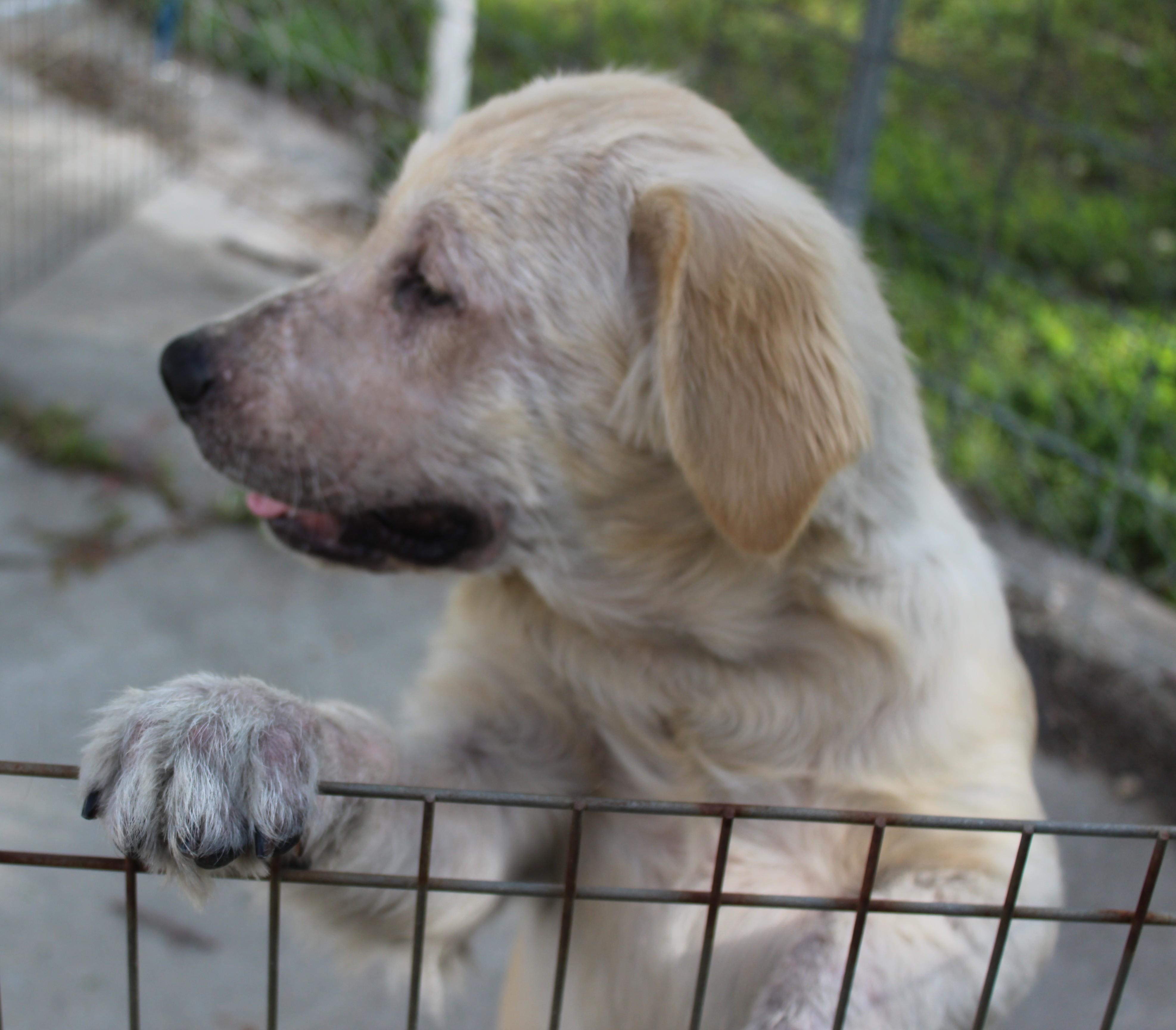 Hoagie, an adoptable Golden Retriever in Huron, SD, 57350 | Photo Image 2