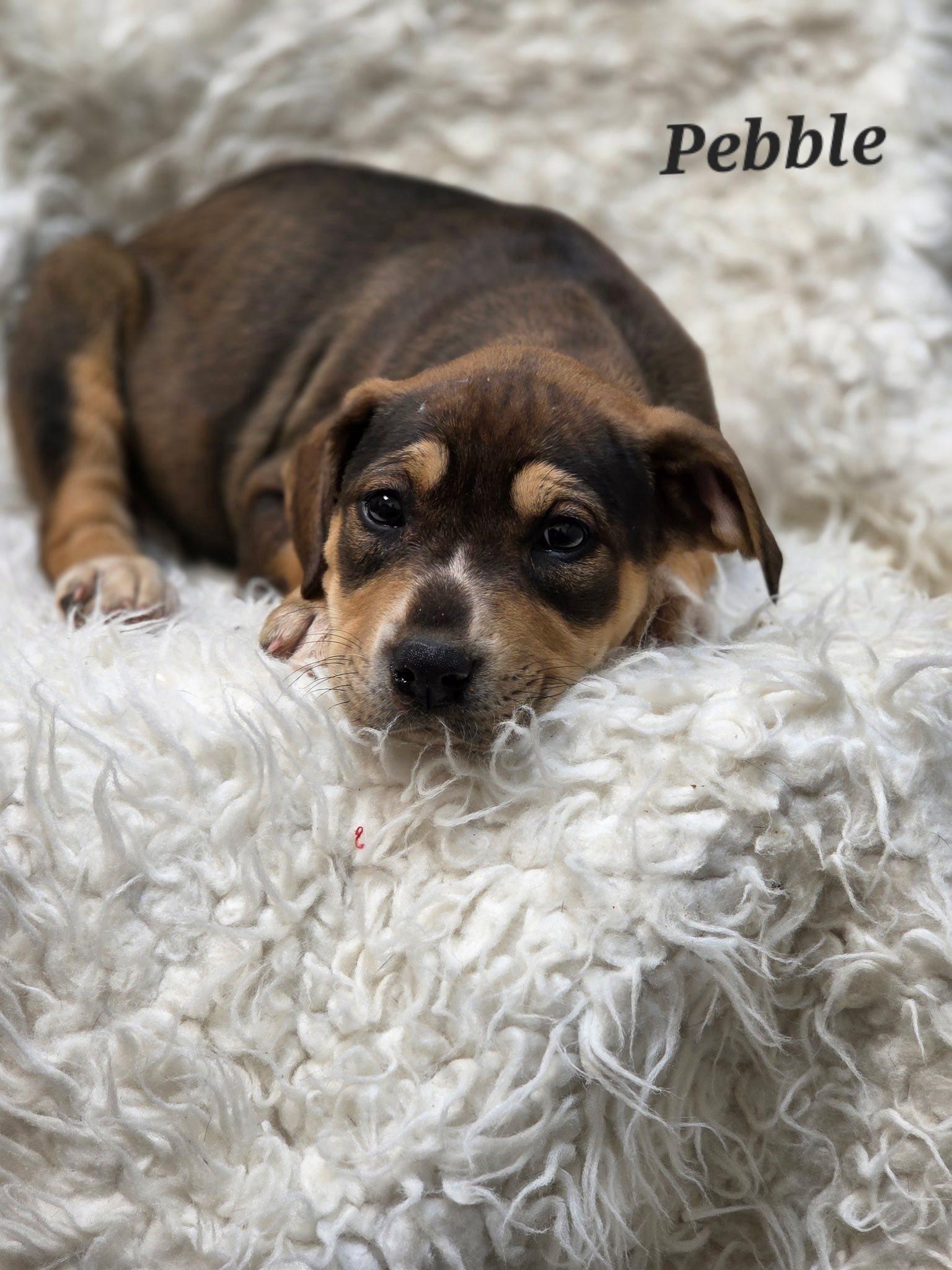 Pebble, adopted, Puppy Female Mixed Breed.