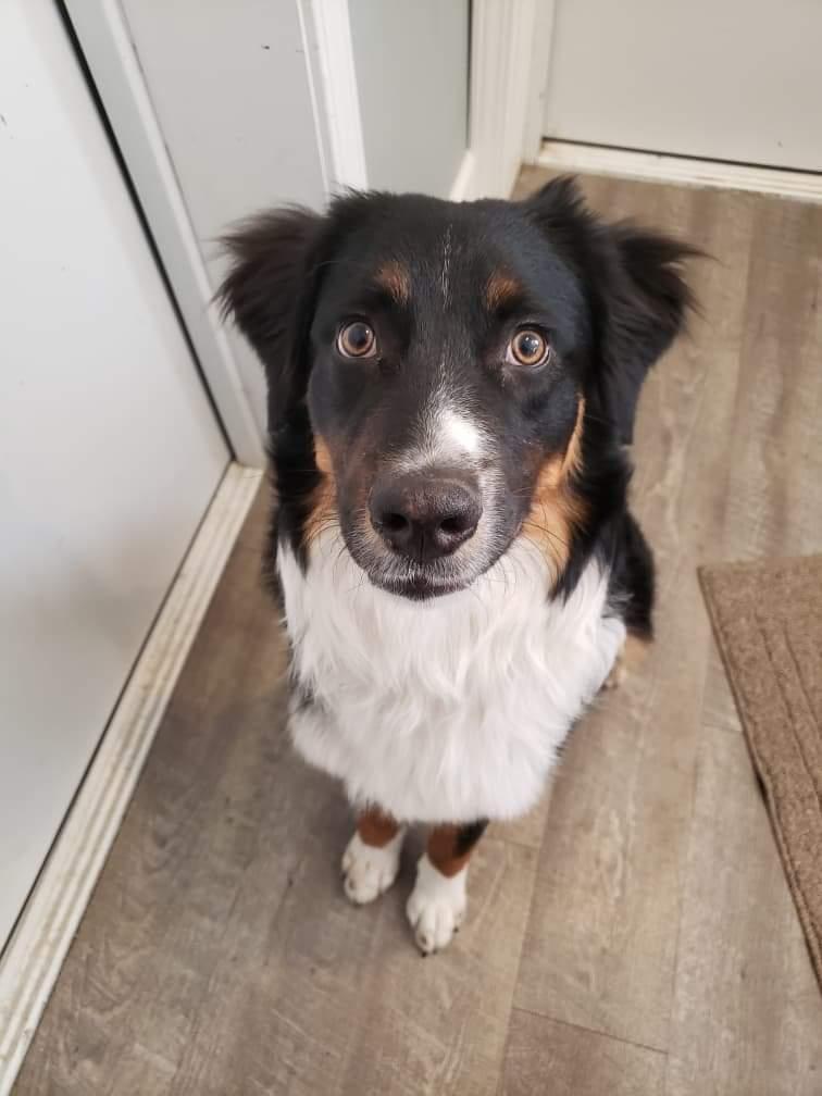 Toby, Adoptable, Young Male Australian Shepherd.