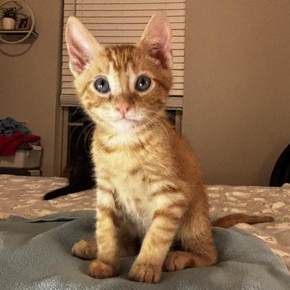 Gumbo, Adoptable, Kitten Male Domestic Short Hair.