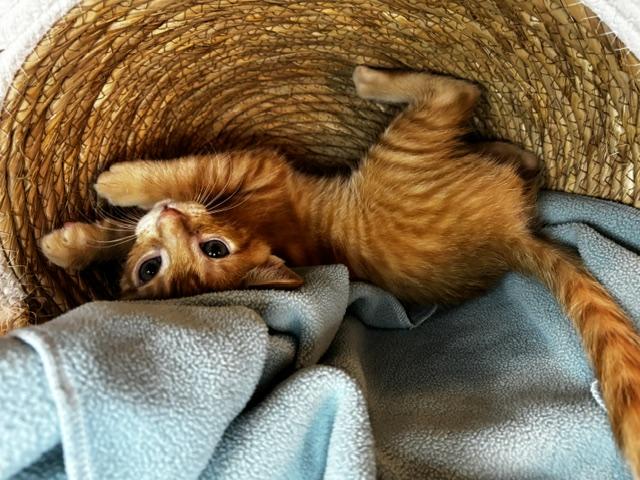 Enlarge Gumbo, a Adoptable Domestic Short Hair in Lafayette, LA image 3/4