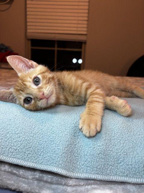 Enlarge Gumbo, a Adoptable Domestic Short Hair in Lafayette, LA image 2/4
