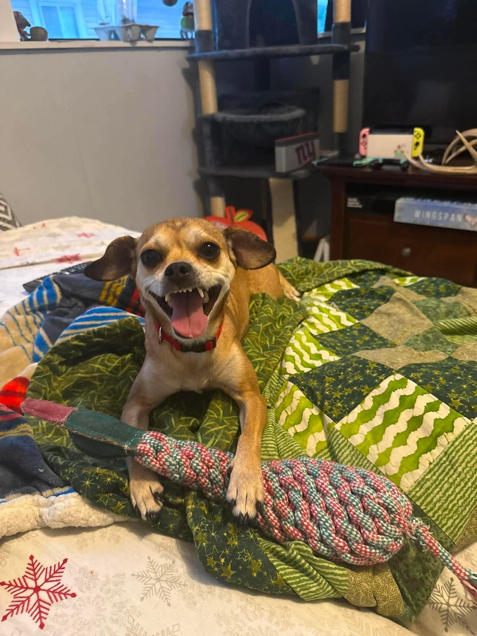 Sadie, an adopted Mixed Breed in Rochester , NY image 2/5