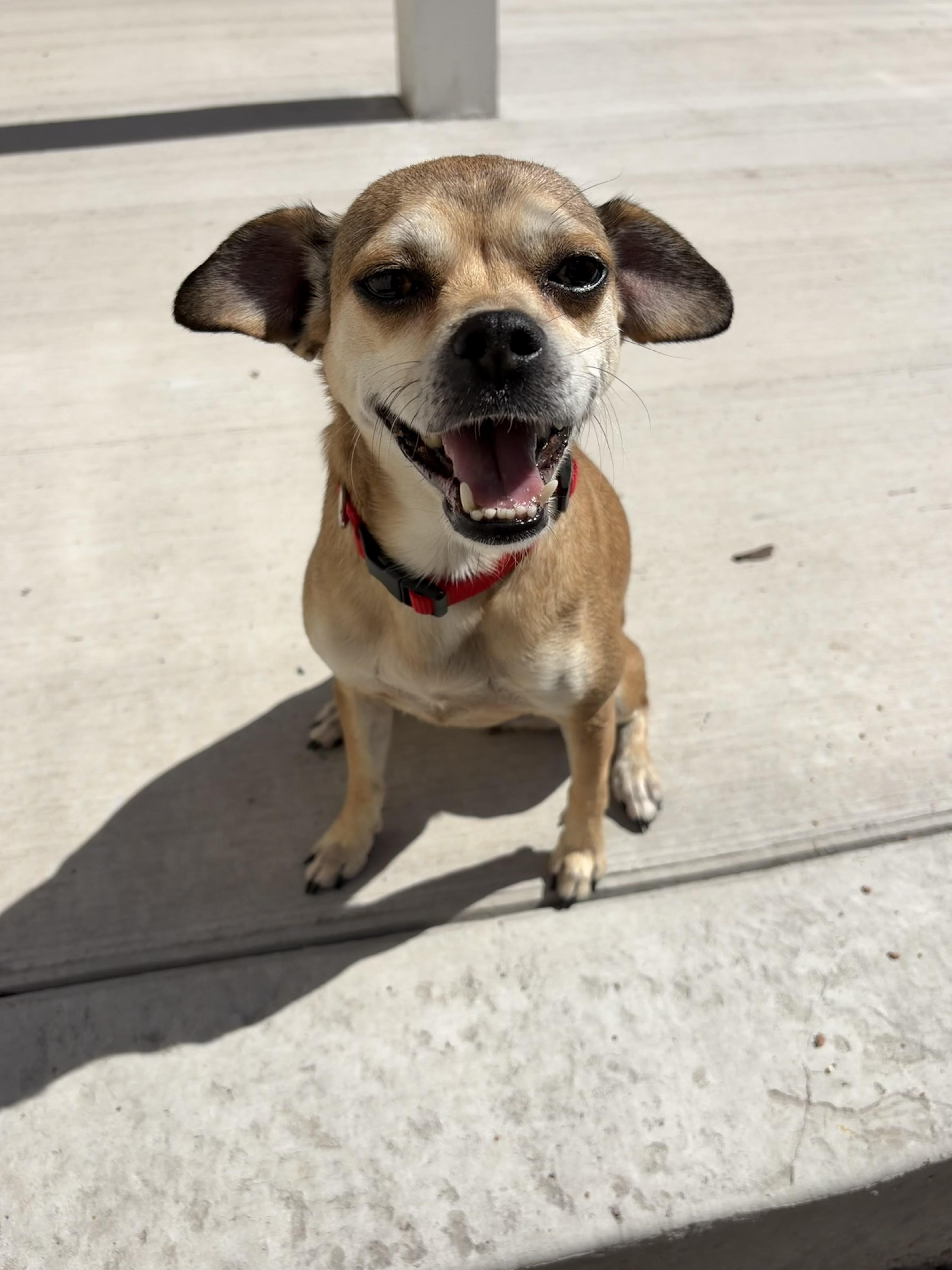 Sadie, an adopted Mixed Breed in Rochester , NY image 3/5