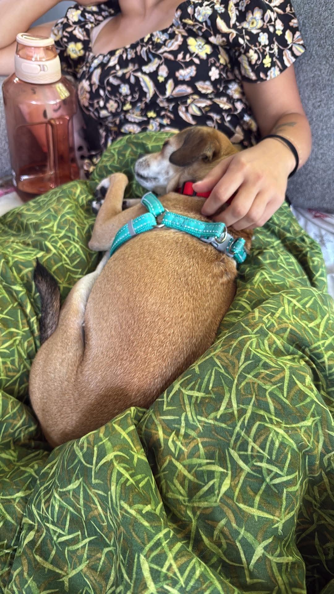 Sadie, an adopted Mixed Breed in Rochester , NY image 5/5