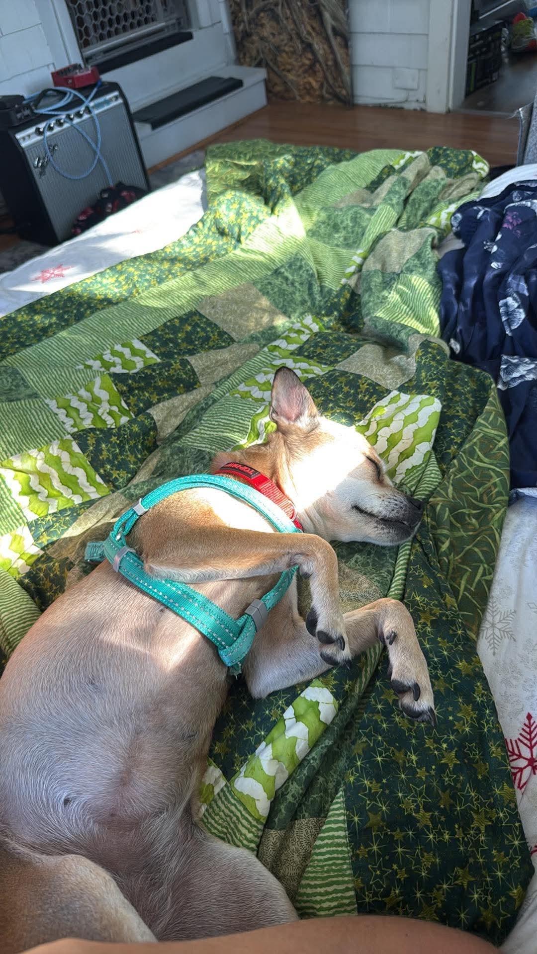Sadie, an adopted Mixed Breed in Rochester , NY image 4/5