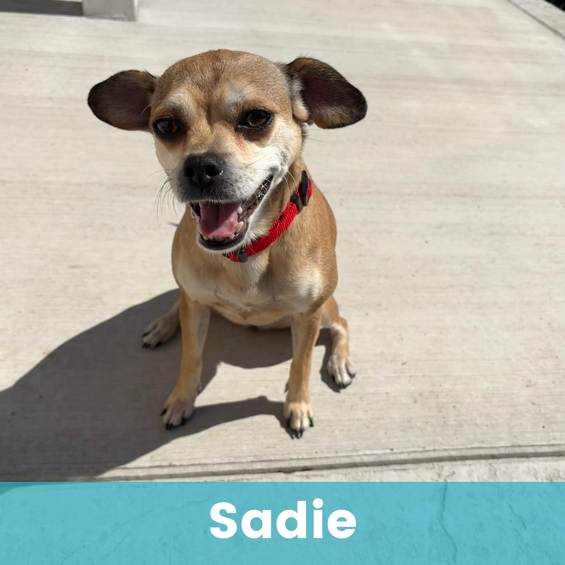 Sadie, adopted, Adult Female Mixed Breed.