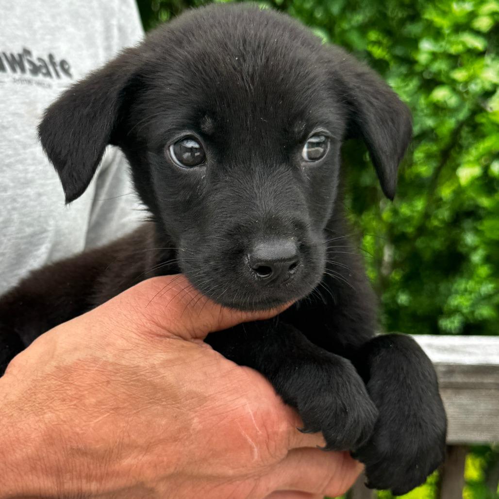 NY Ringo Avail Jun 13 (Choice Pet Carmel), a Adoptable mixed breed in Stormville, NY image 1/3