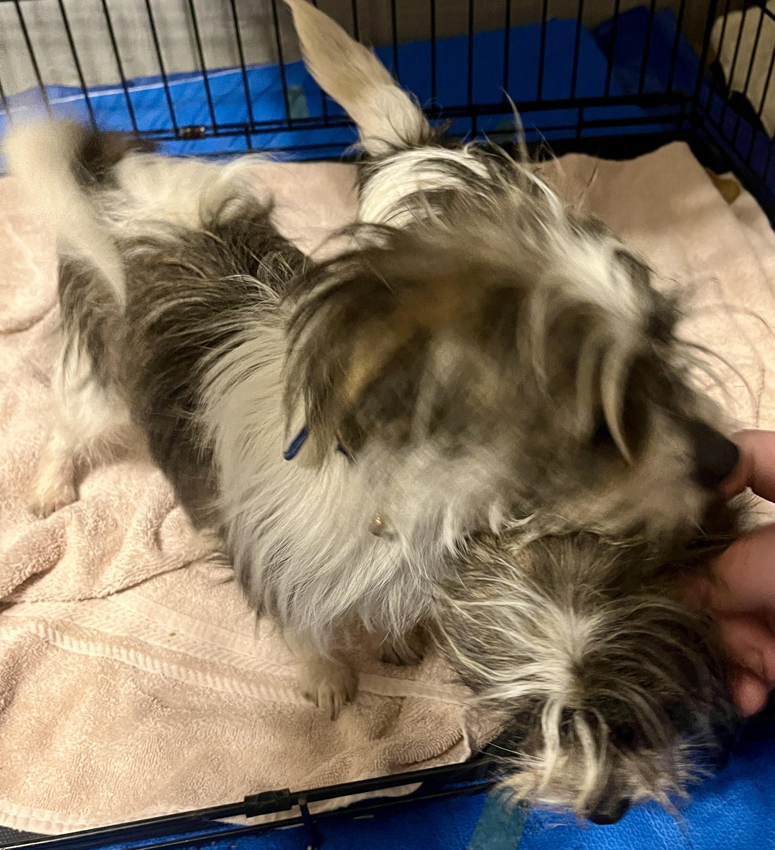 Muney, Adoptable, Adult Female Pembroke Welsh Corgi & Shih Tzu.