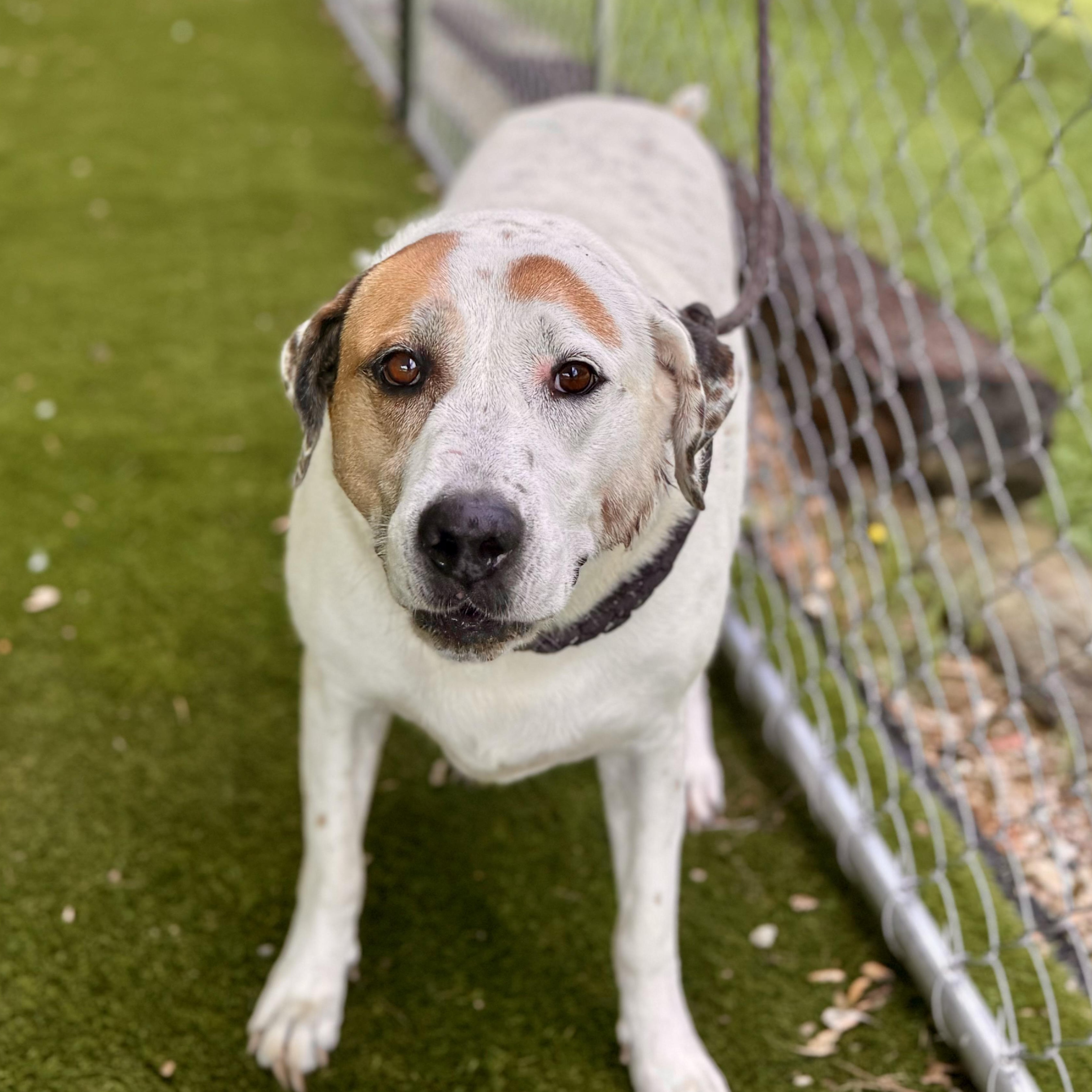 Enlarge Claire, a Adoptable mixed breed in Des Moines , IA image 1/6