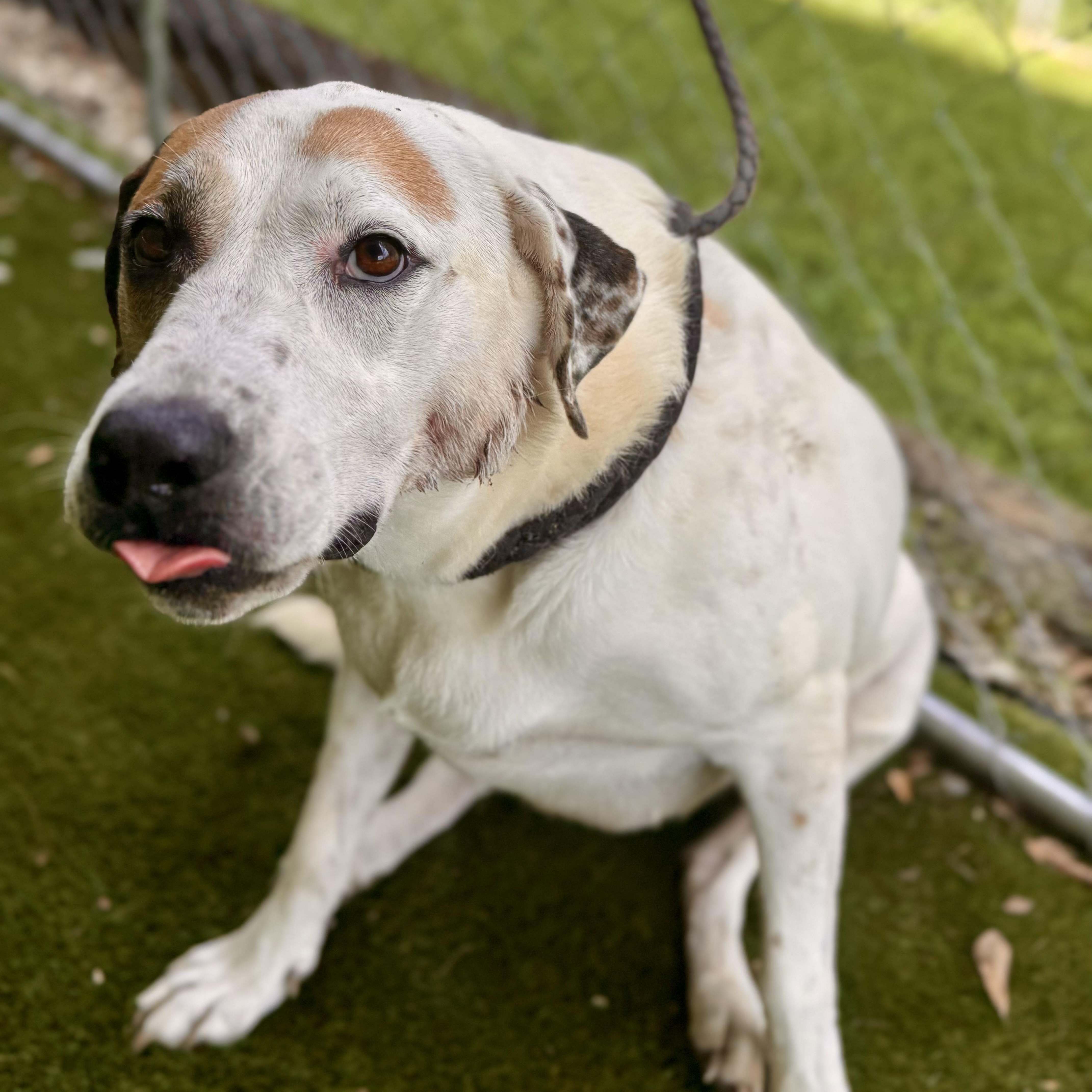 Enlarge Claire, a Adoptable mixed breed in Des Moines , IA image 2/6