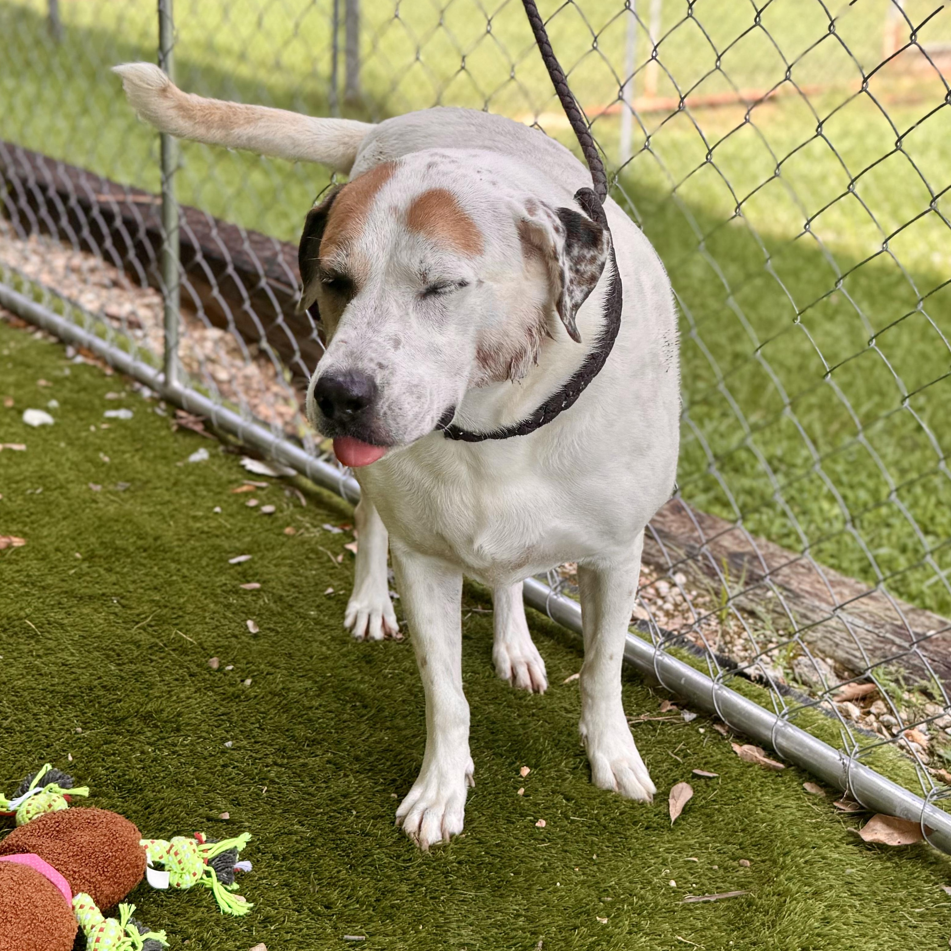 Enlarge Claire, a Adoptable mixed breed in Des Moines , IA image 3/6