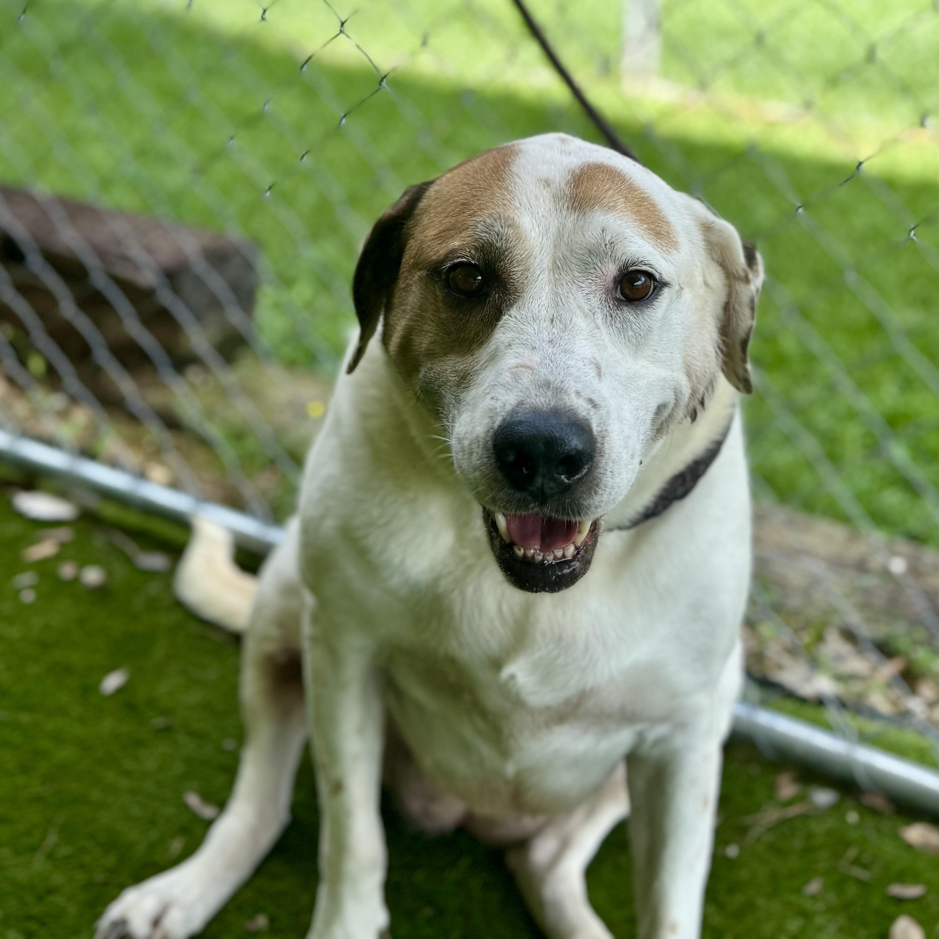 Enlarge Claire, a Adoptable mixed breed in Des Moines , IA image 4/6