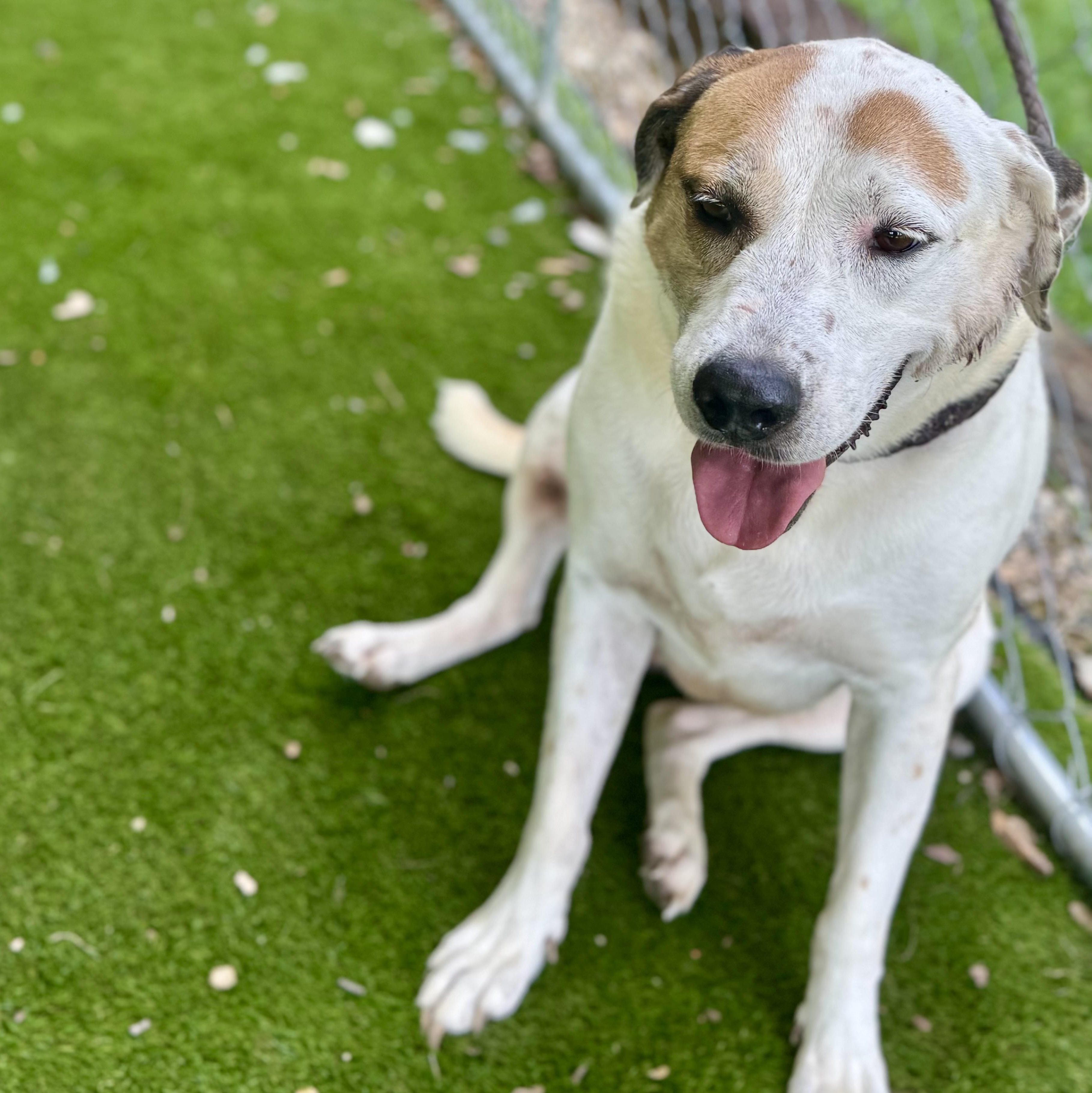 Enlarge Claire, a Adoptable mixed breed in Des Moines , IA image 5/6