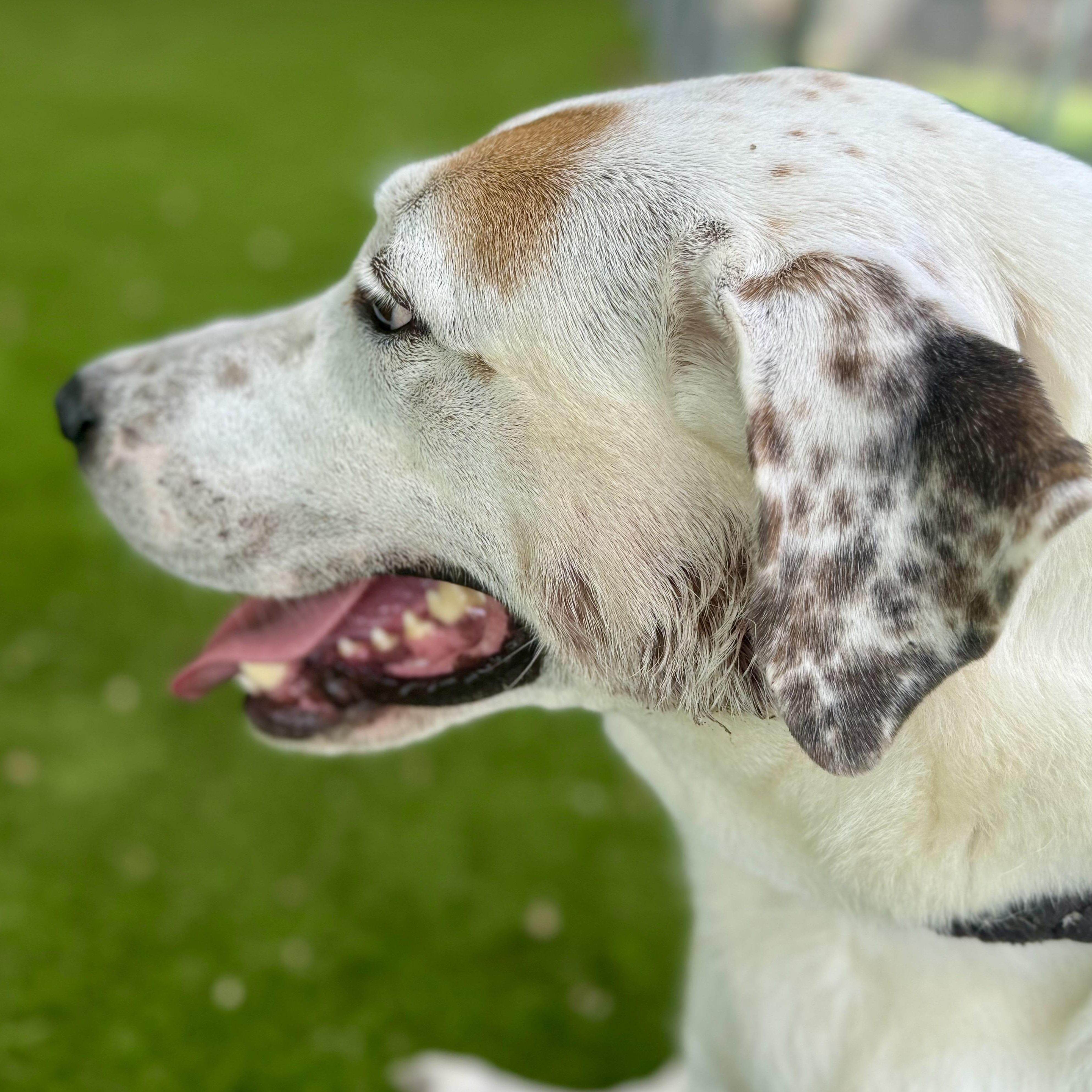 Claire, Adoptable, Adult Female Labrador Retriever & Shepherd.