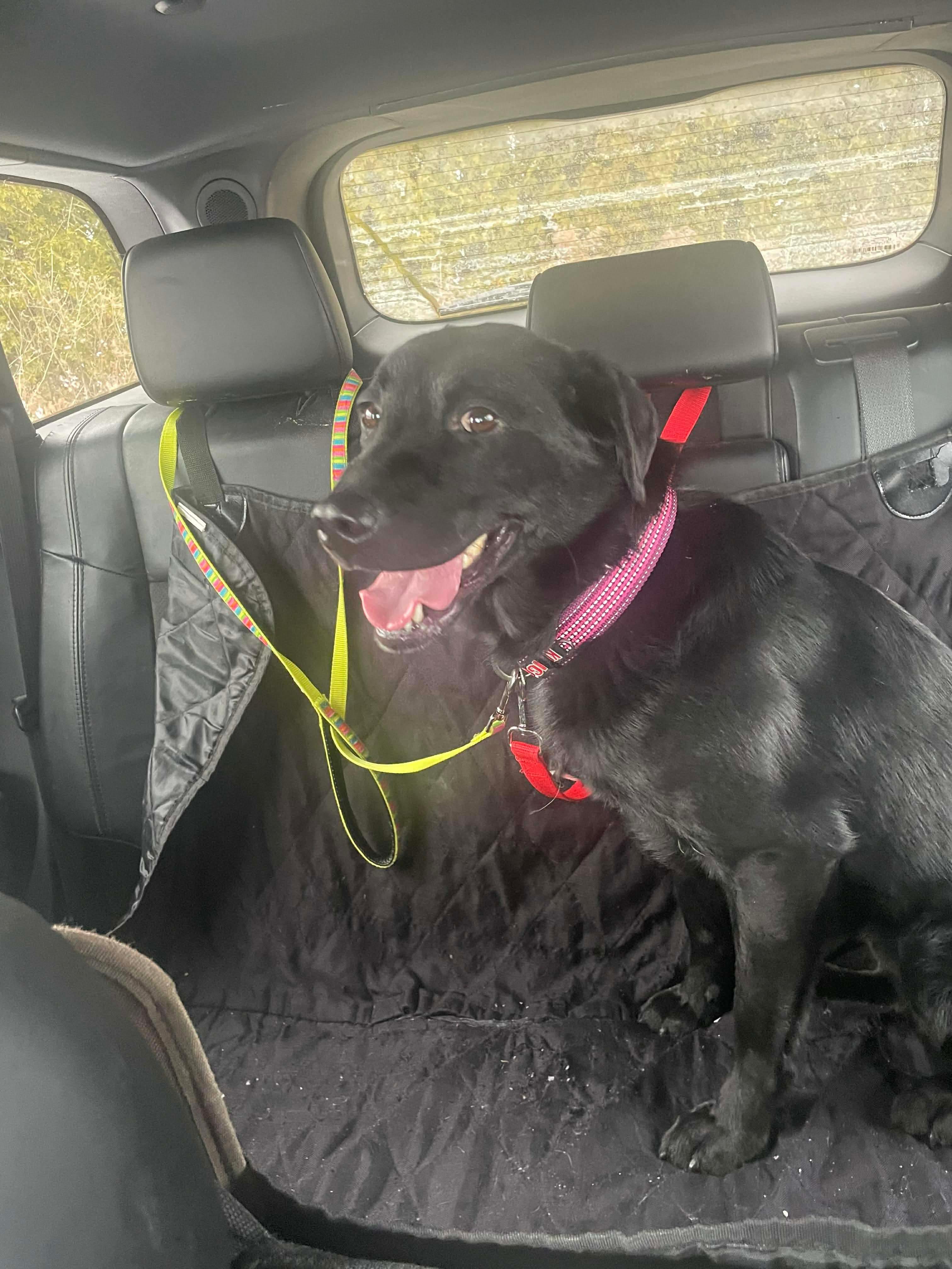 Enlarge Elsa , a ADOPTABLE mixed breed in Toronto, ON image 1/4