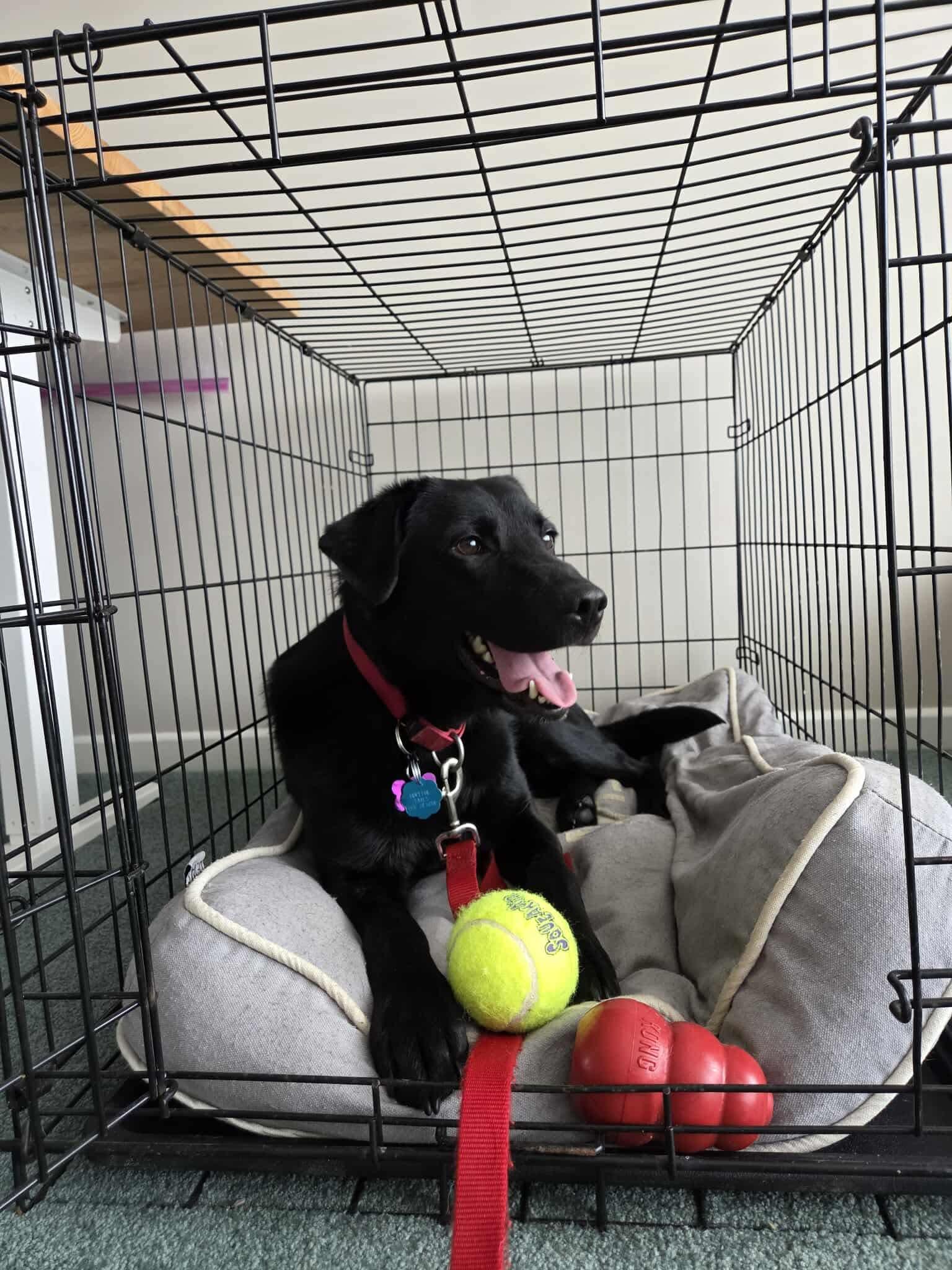 Enlarge Elsa , a ADOPTABLE mixed breed in Toronto, ON image 2/4